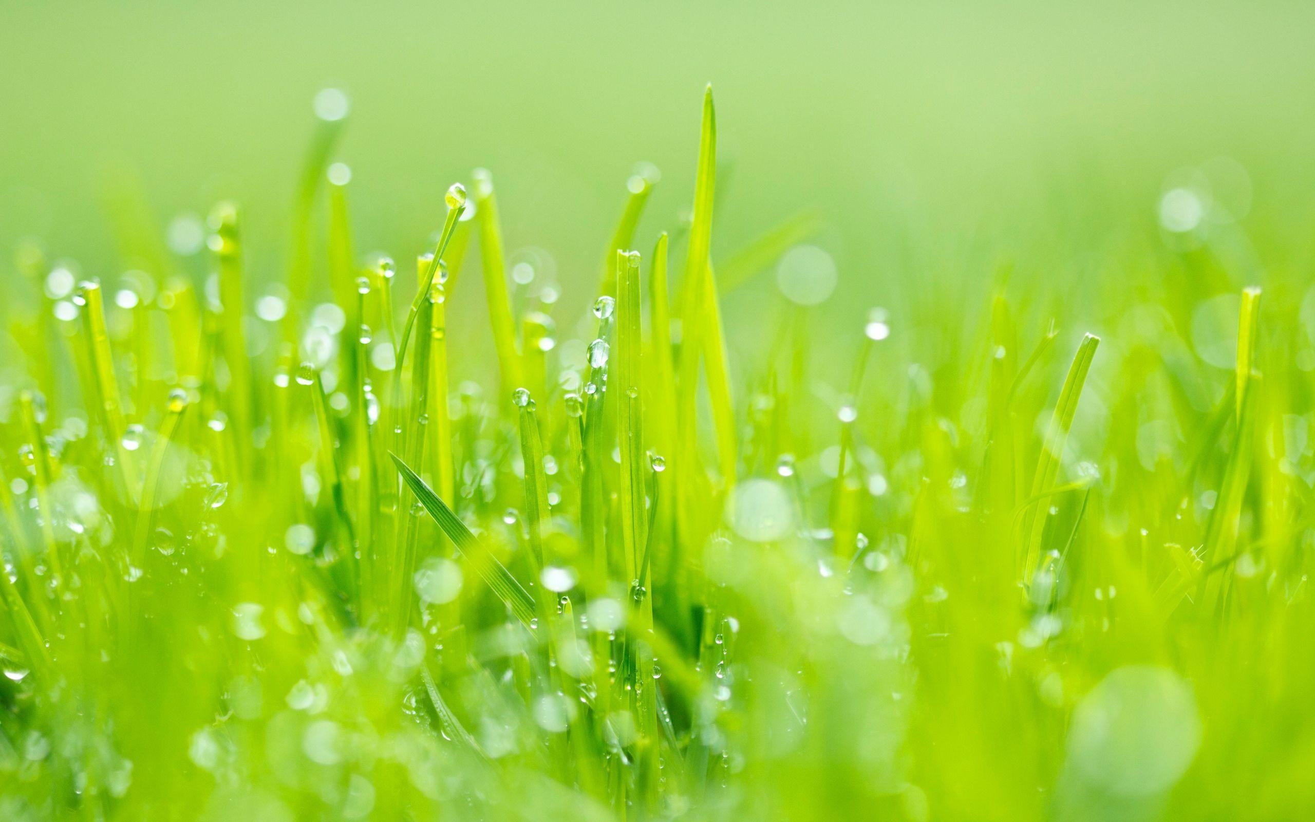 Gras, Farbe, Natur, Lebendig, Bild, 2560x1600 HD Desktop