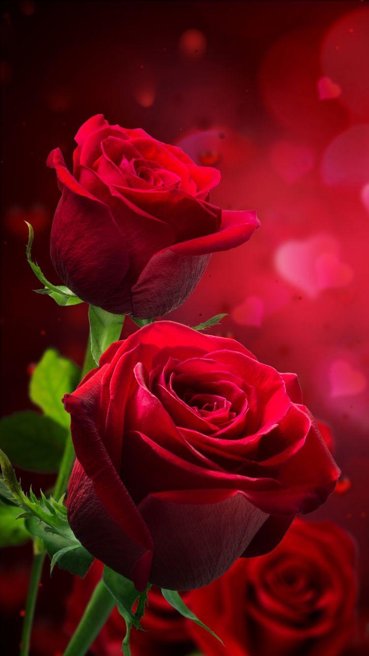 Rose, Mobil, Hintergrund, Online, Bild, 750x1340 HD Handy