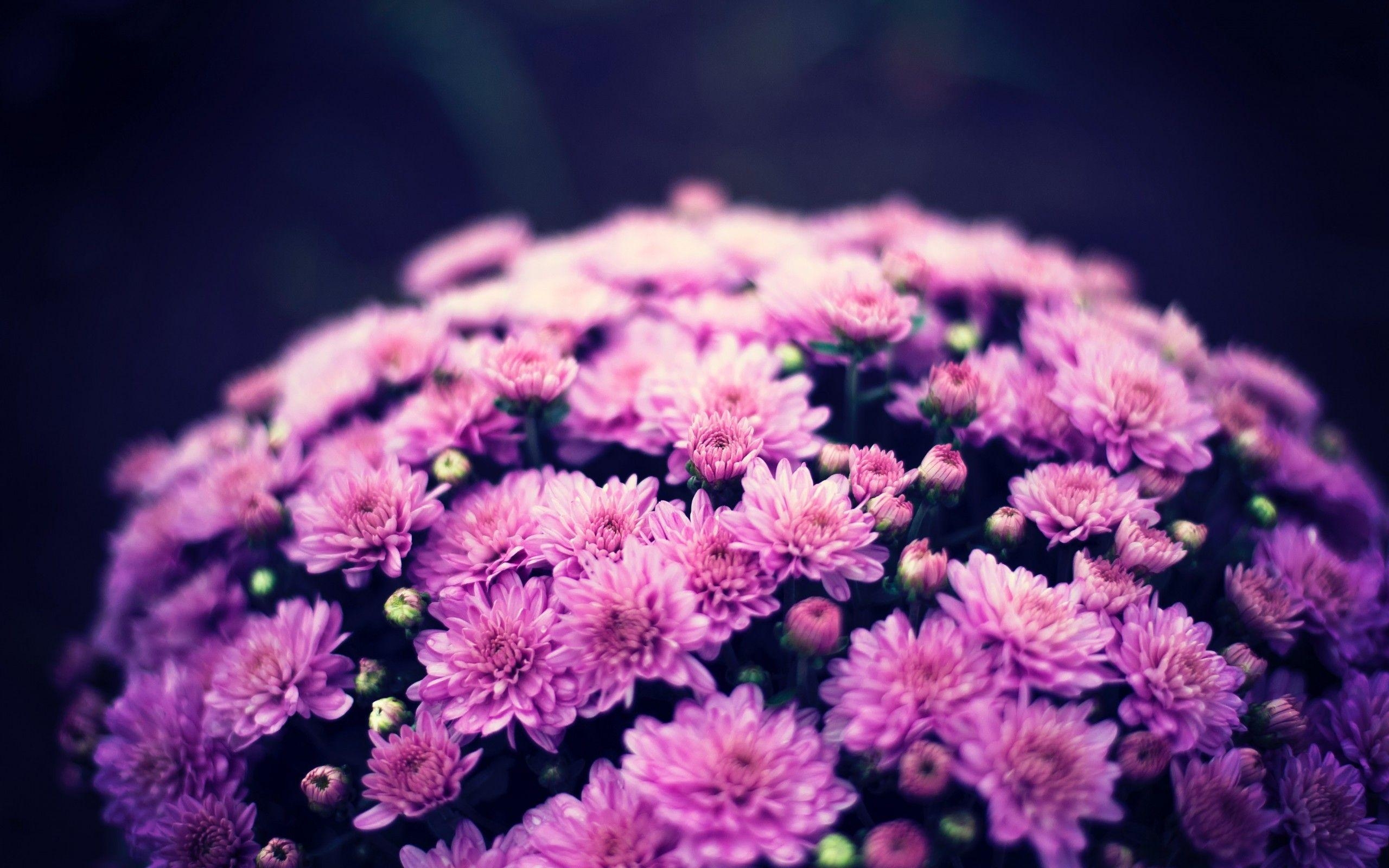 Lila Chrysanthemen, Unscharf, Download, Blumenfotografie, 2560x1600 HD Desktop