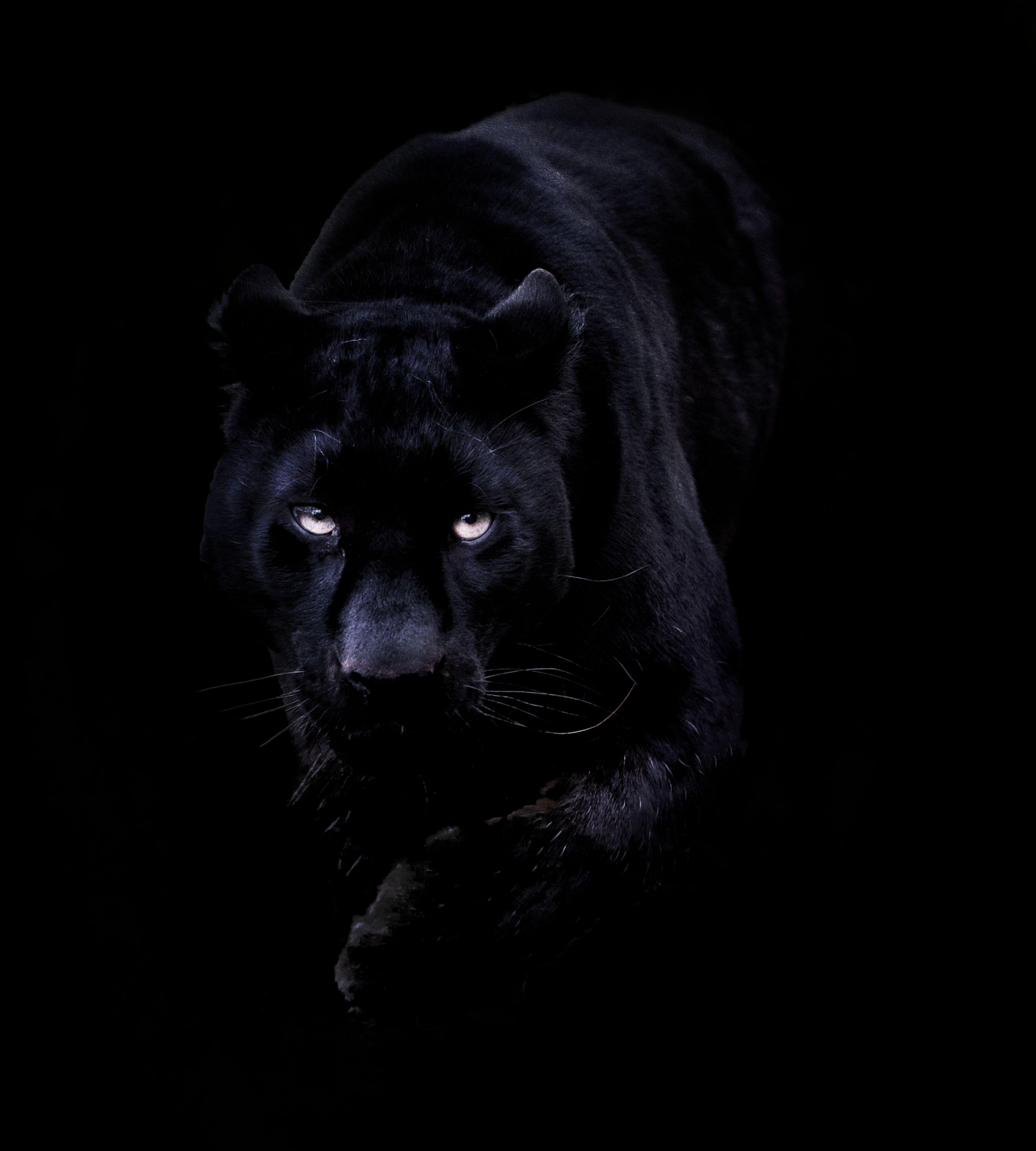 Schwarzer Panther, Tier, iPhone, Design, Hintergrund, 3860x4290 4K Handy