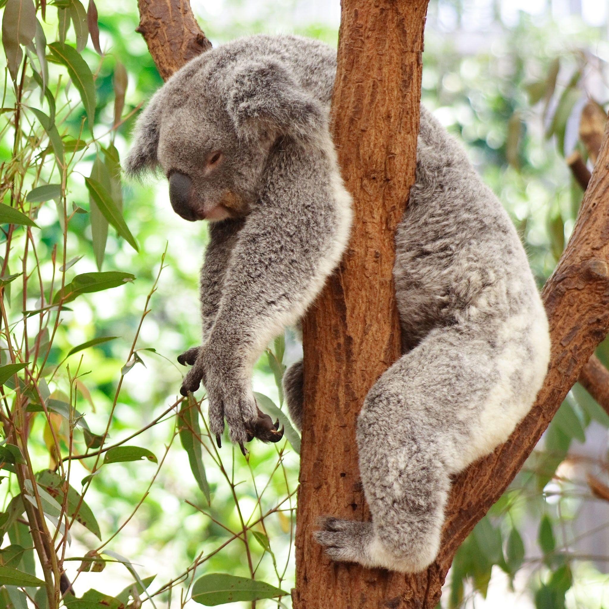 Koala Bär, Hintergrund, Australien, Tierwelt, Mammal, 2050x2050 HD Handy