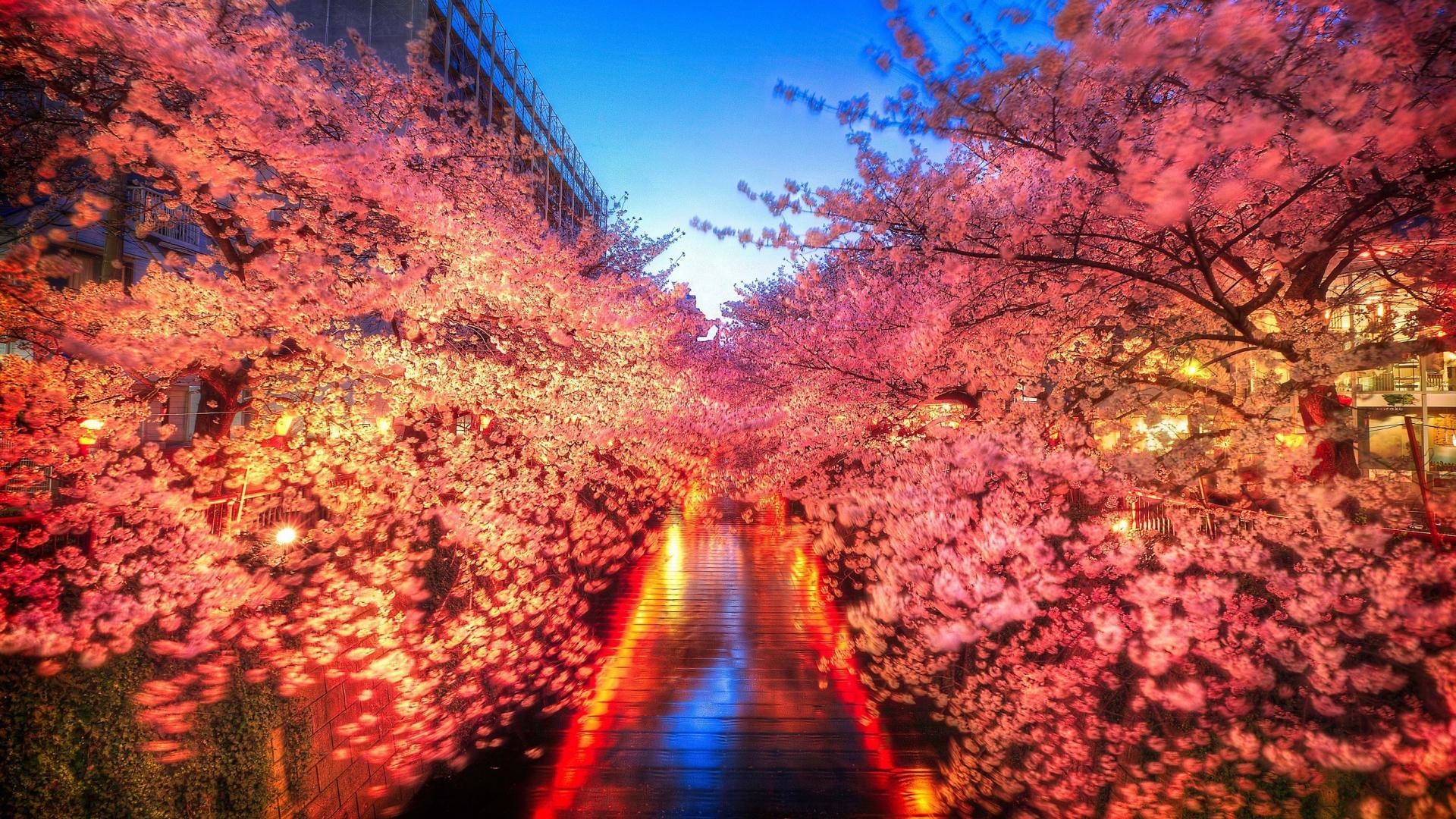 Japan, Kirschblüten, Tokyo, Frühling, Landschaft, 1920x1080 Full HD Desktop