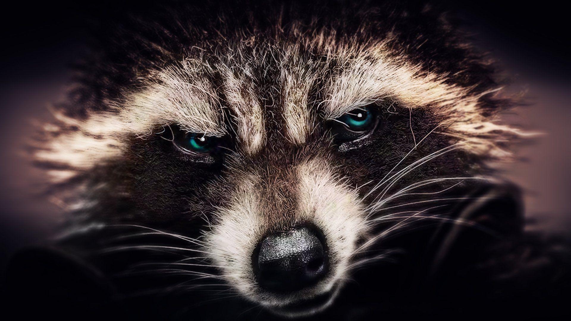 Rocket Raccoon, Film, Wallpaper, Marvel, Guardians, 1920x1080 Full HD Desktop