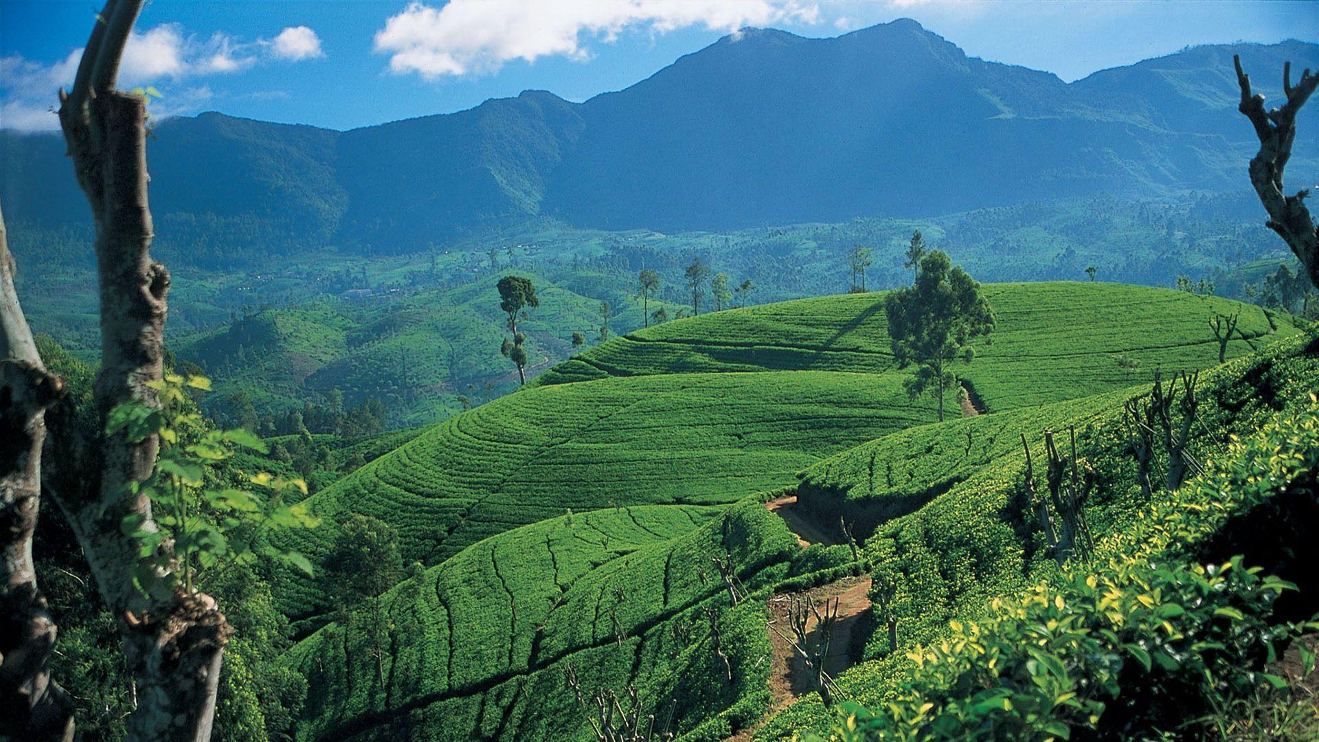 Sri Lanka, Palmen, Ozean, Südasiatisch, Urlaub, 1920x1080 Full HD Desktop