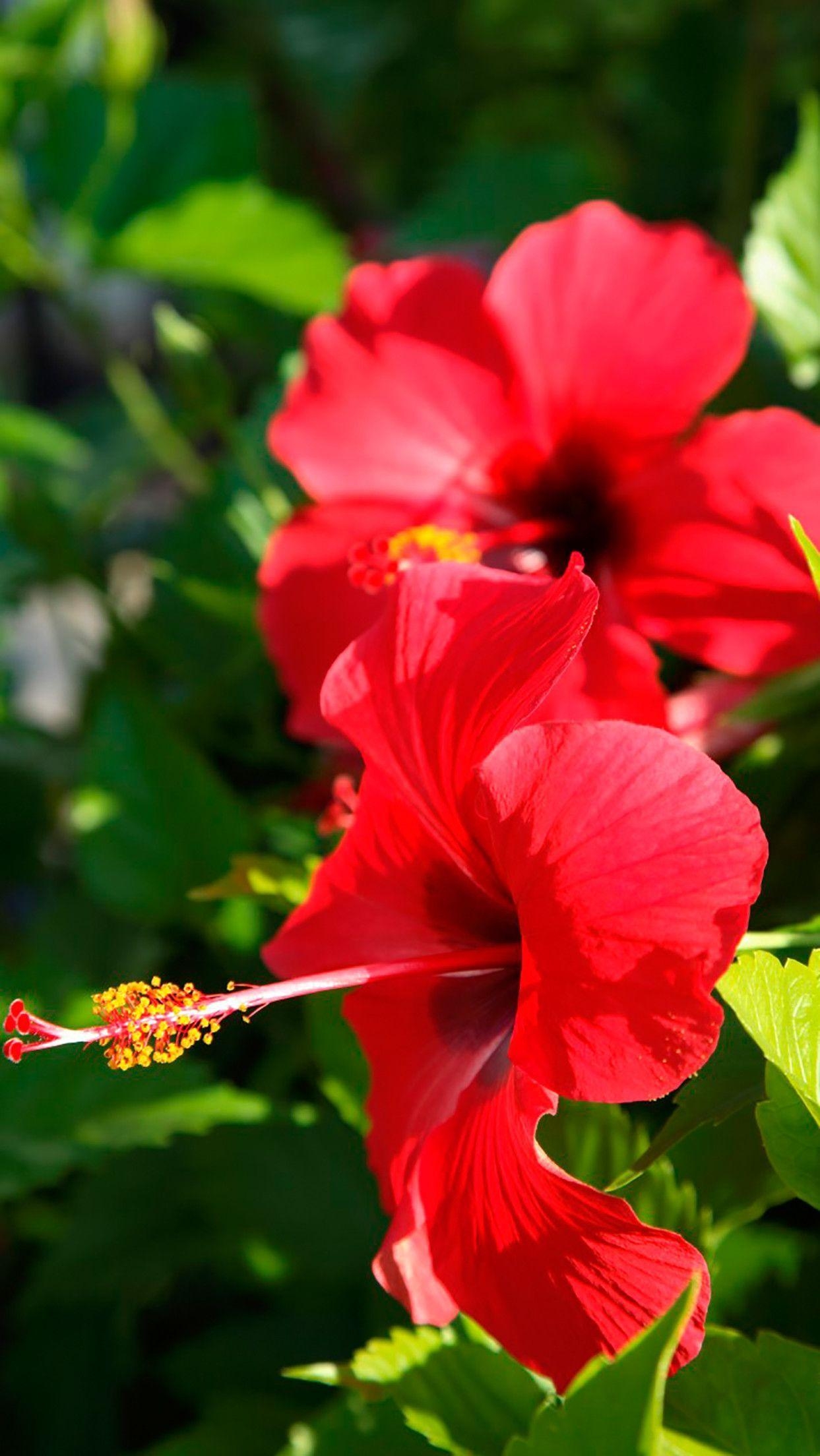 Hibiskus, Natur, Flora, Bild, Exotisch, 1250x2210 HD Handy