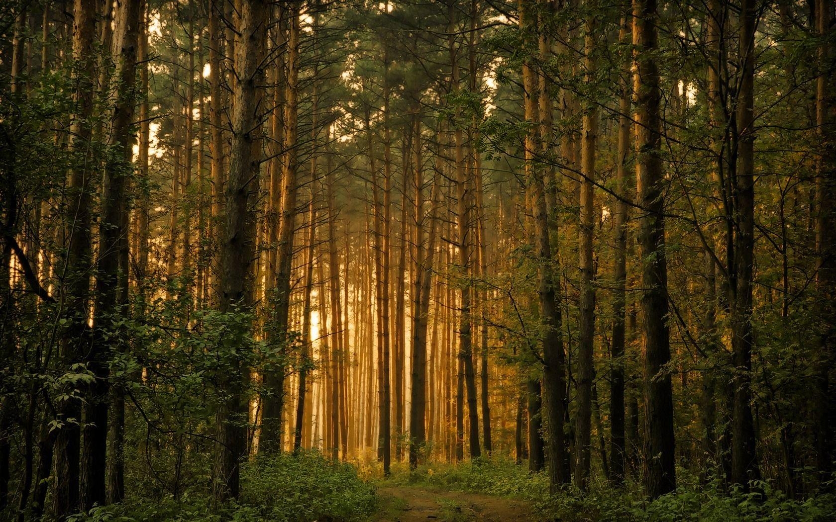 Wald, Bäume, Landschaft, Natur, JPG, 1680x1050 HD Desktop