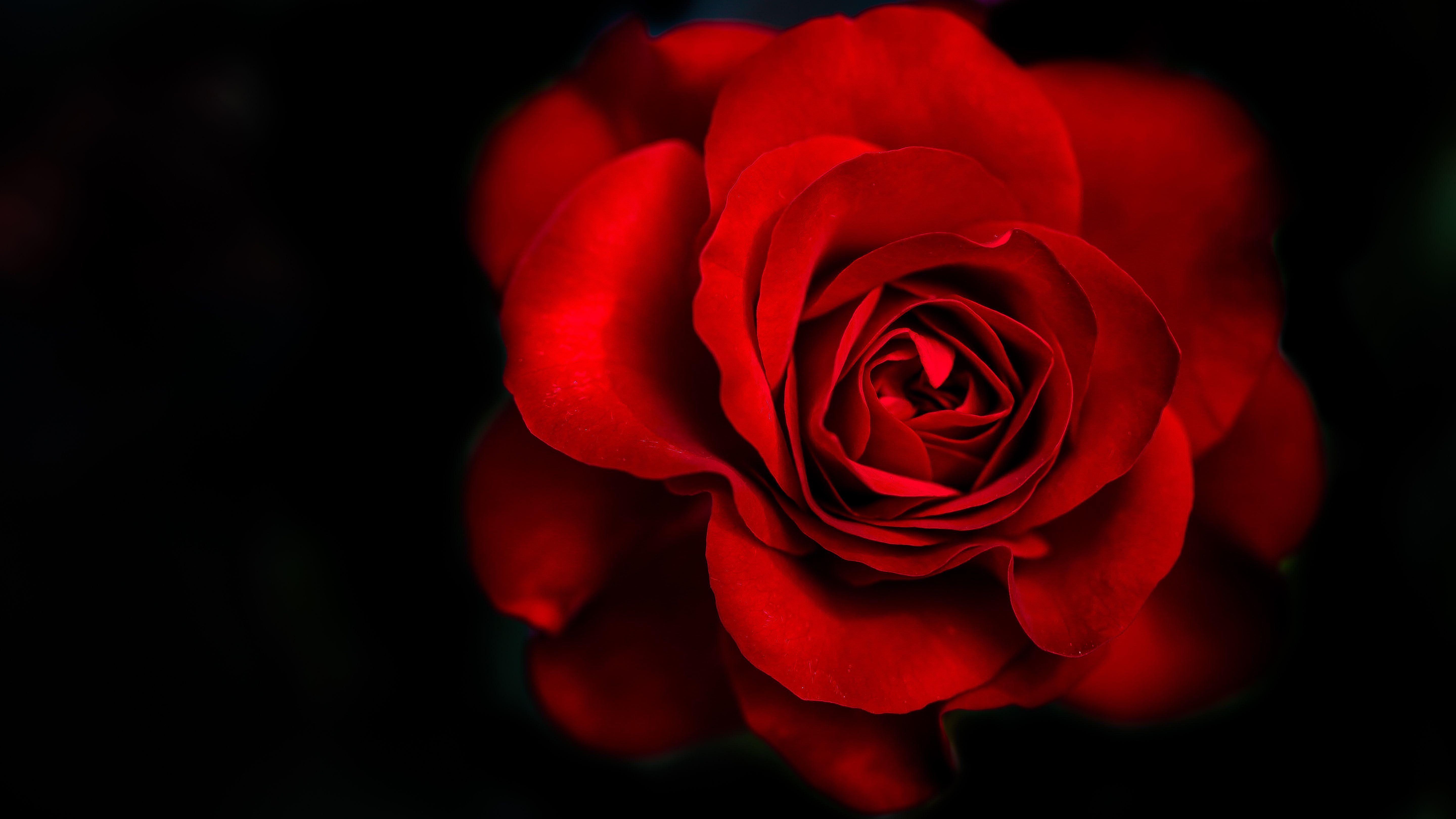 Rote Rose, Dunkler Hintergrund, 5K, Blumen, Natur, 5760x3240 4K Desktop