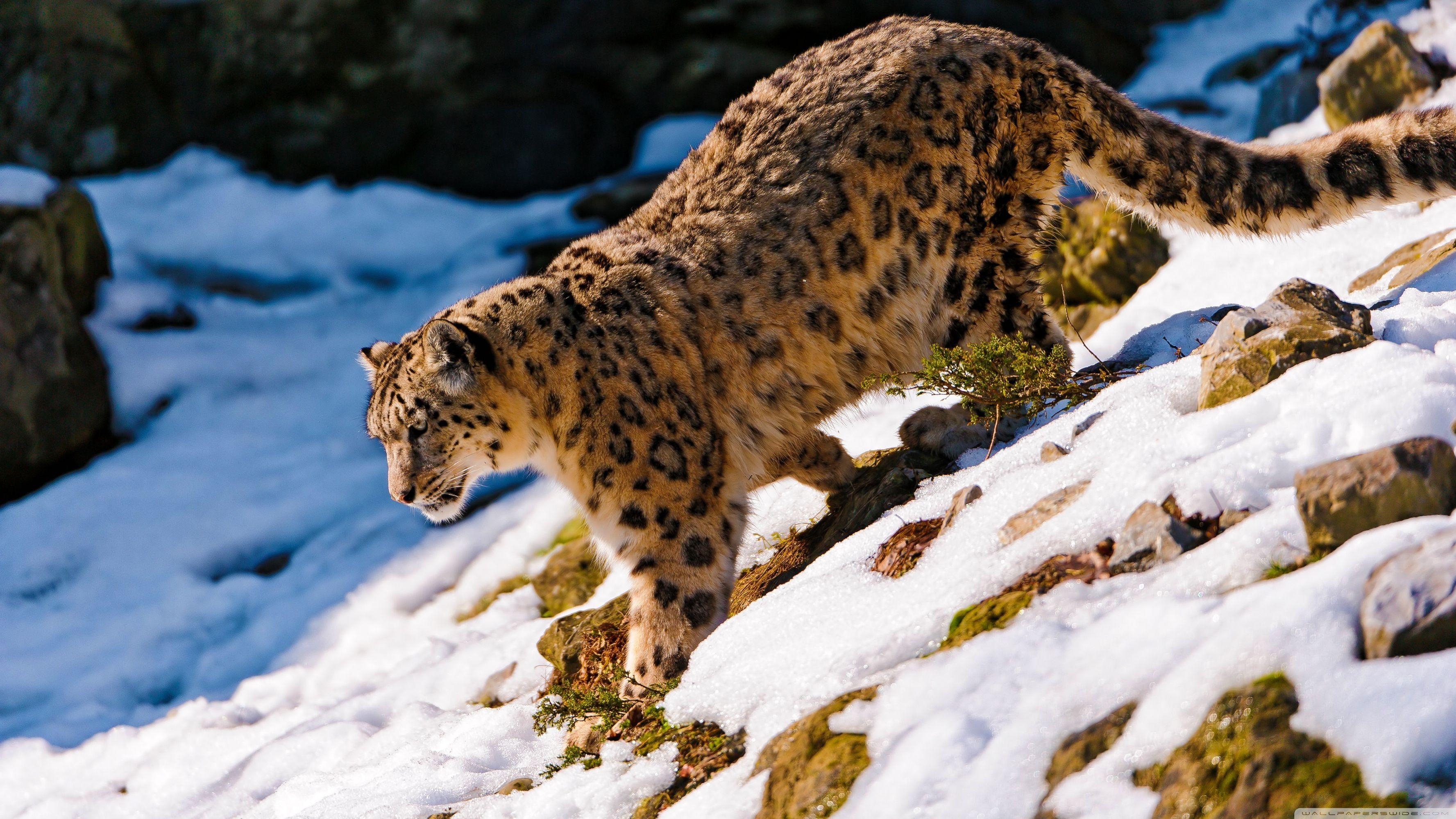 Schneeleopard, Spaziergang, 4K, majestätisch, Tier, 3560x2000 HD Desktop