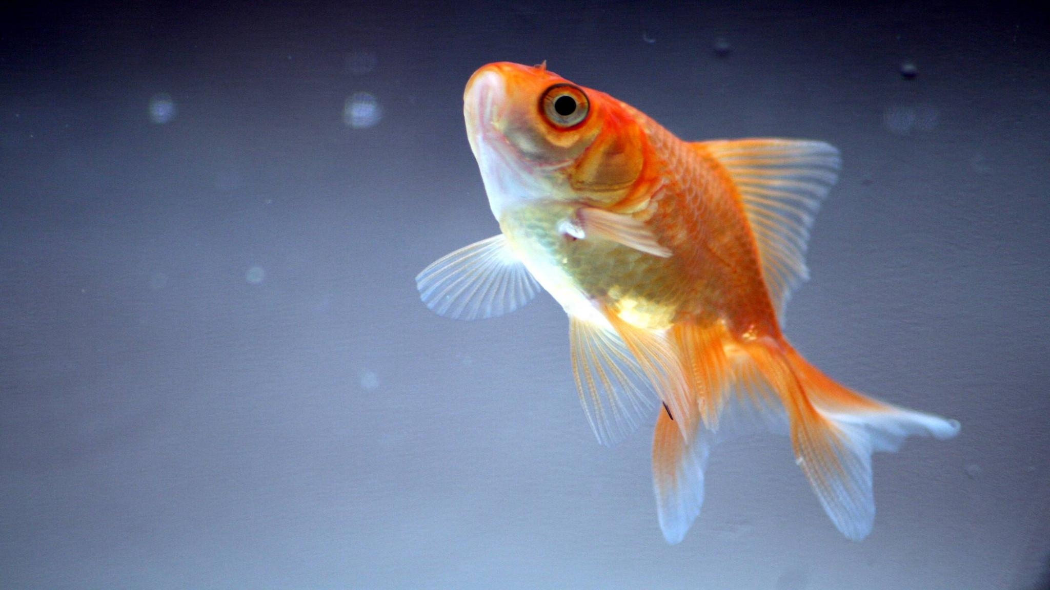 Goldfisch, Tiere, Schreibtisch, 1664 px, Hintergrund, 2050x1160 HD Desktop