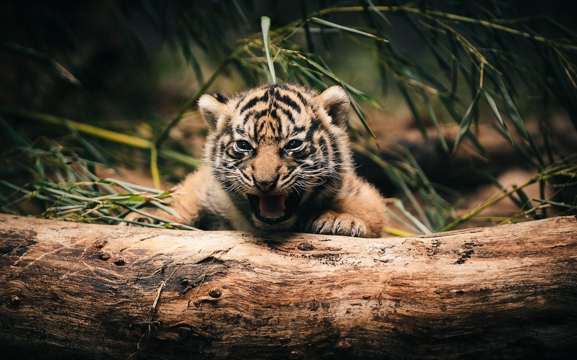 Baby Tiger, Tiere, Filhotes, Wild, Natur, 1920x1200 HD Desktop