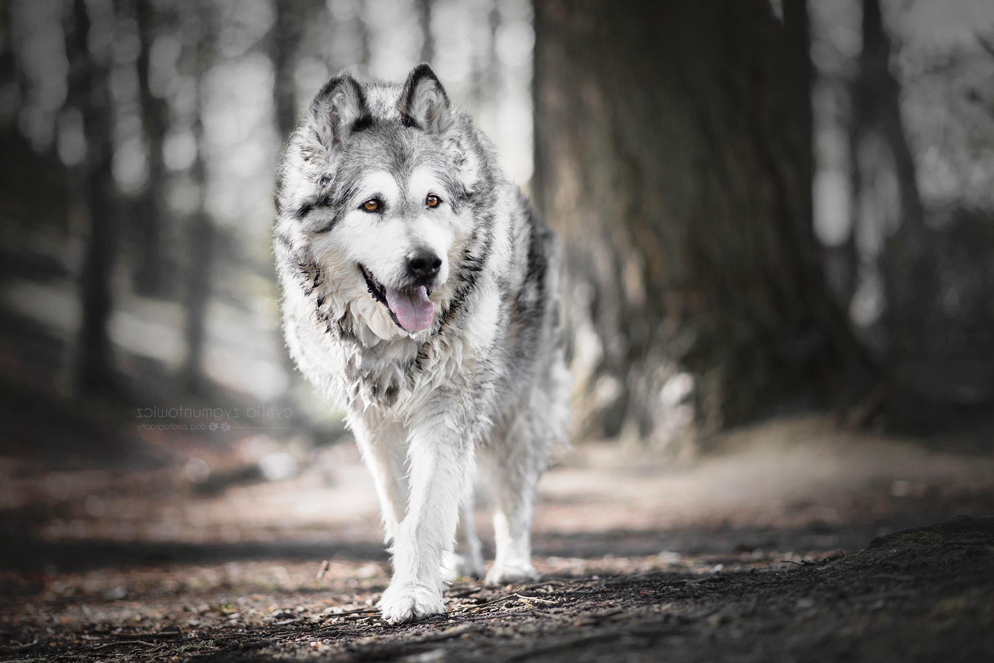 Alaskan Malamute, Hervorragend, HD, Hunde, Foto, 2050x1370 HD Desktop