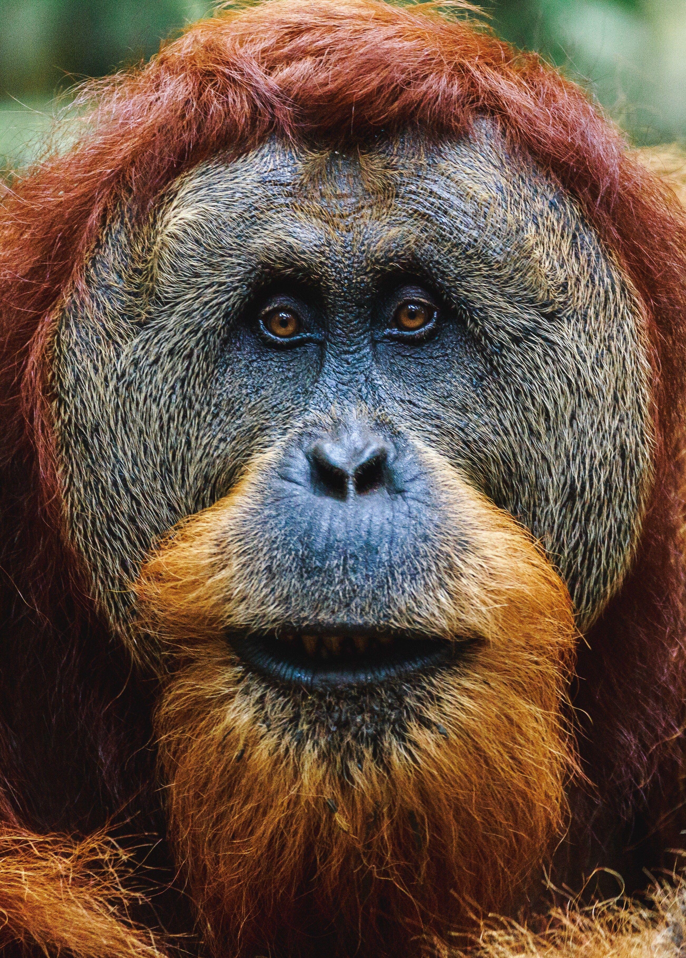 Orang-Utan, Poster, Natur, Hintergrund, Tier, 2610x3640 4K Handy