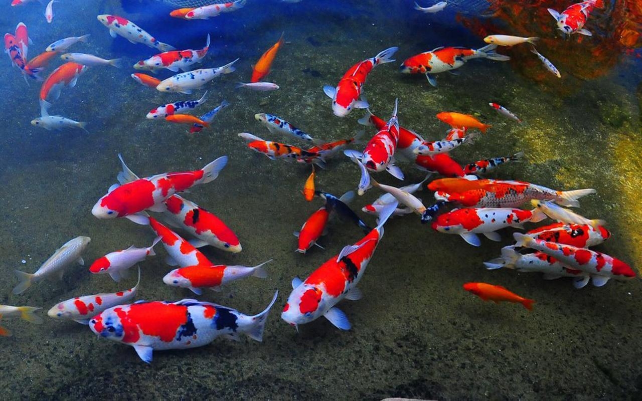 Koi Hintergrund, Galerie, Fische, Bilder, Foto, 1280x800 HD Desktop