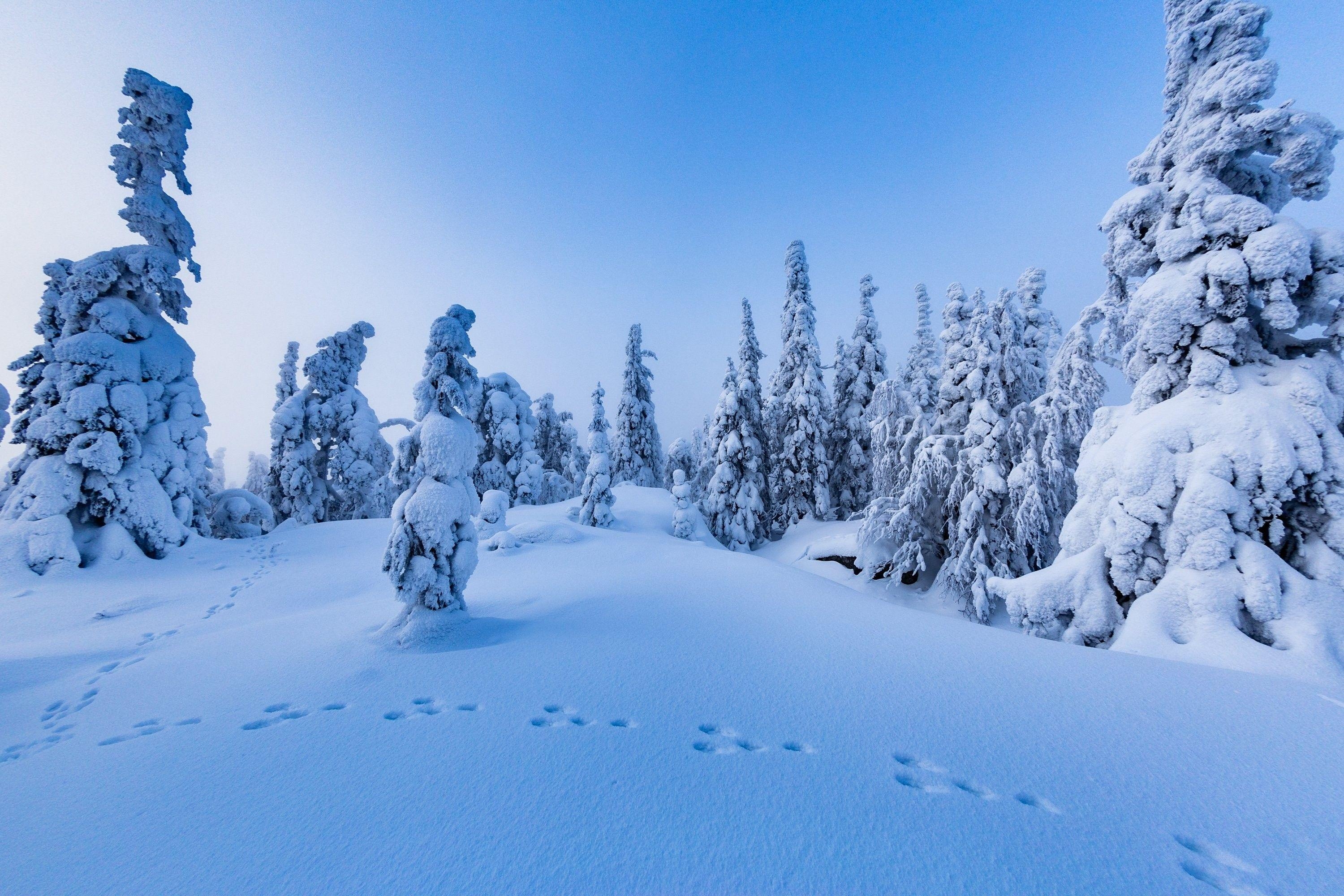 Horror, Widescreen, Finnland, Bäume, Winter, 3000x2000 HD Desktop