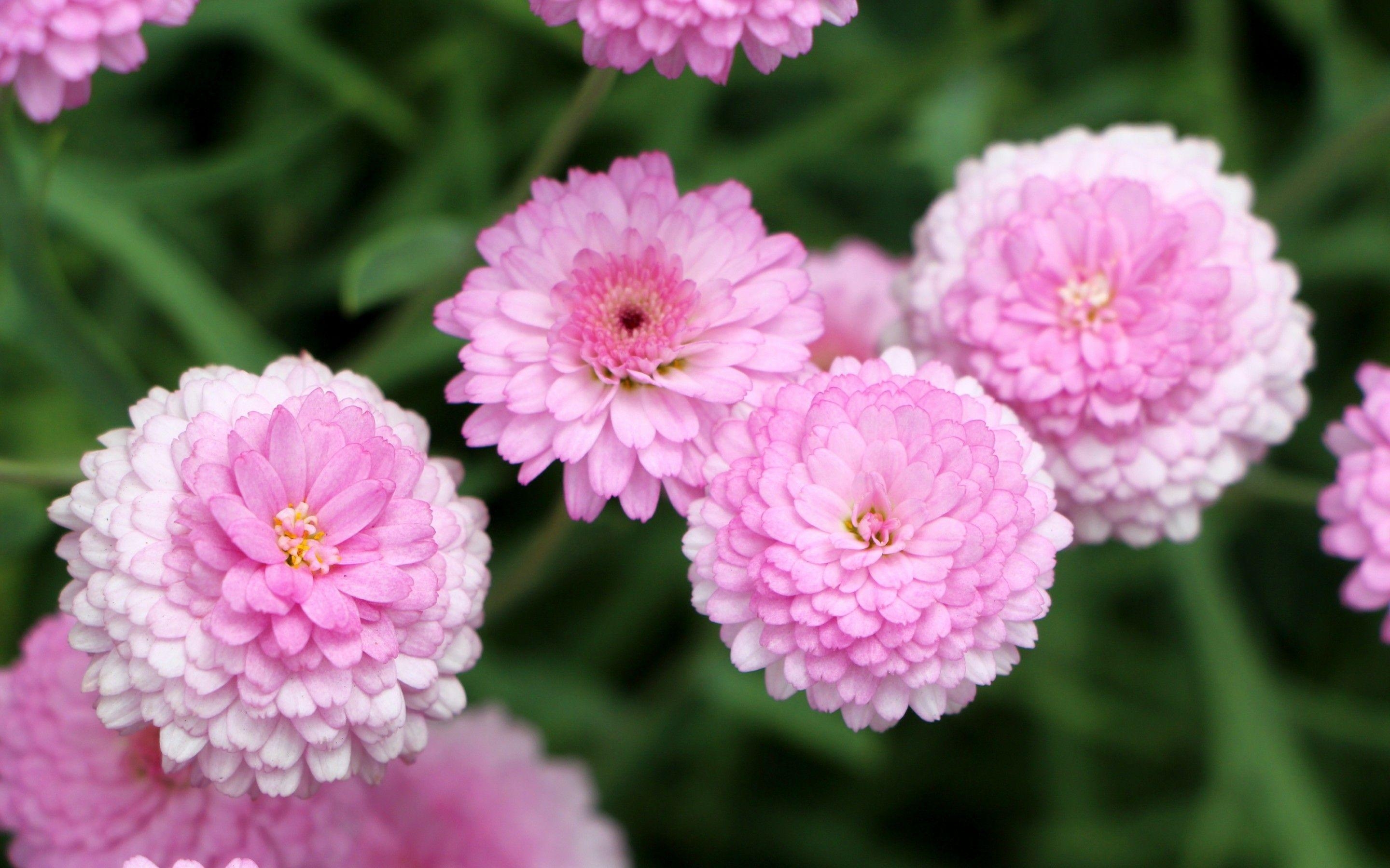 Chrysanthemen, Natur, Landschaft, Blumenfotografie, 2880x1800 HD Desktop