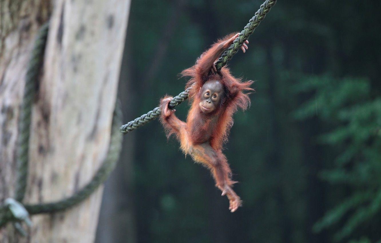 Baby Orang-Utan, Seil, Bild, Desktop, Affe, 1340x850 HD Desktop