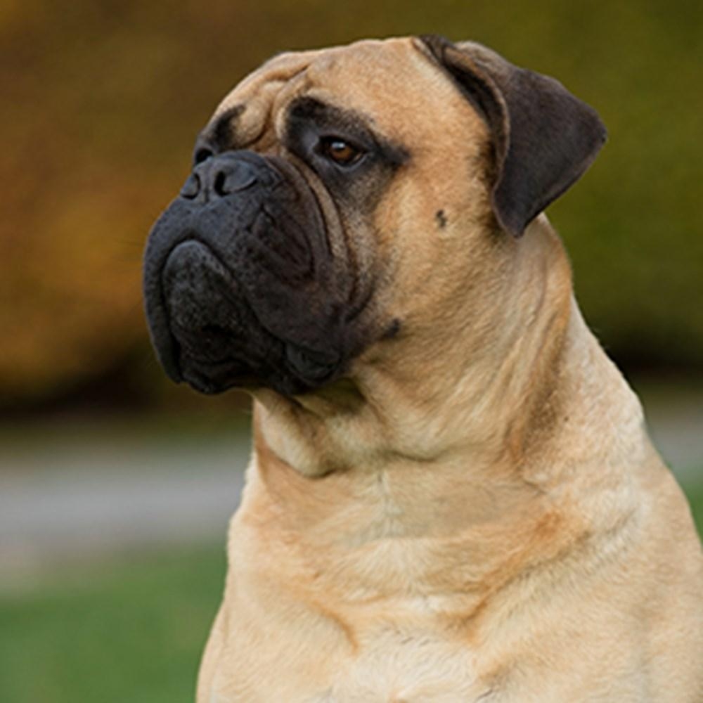 Bullmastiff, Zucht, Hunde, Zuchtverein, Tiere, 1000x1000 HD Handy