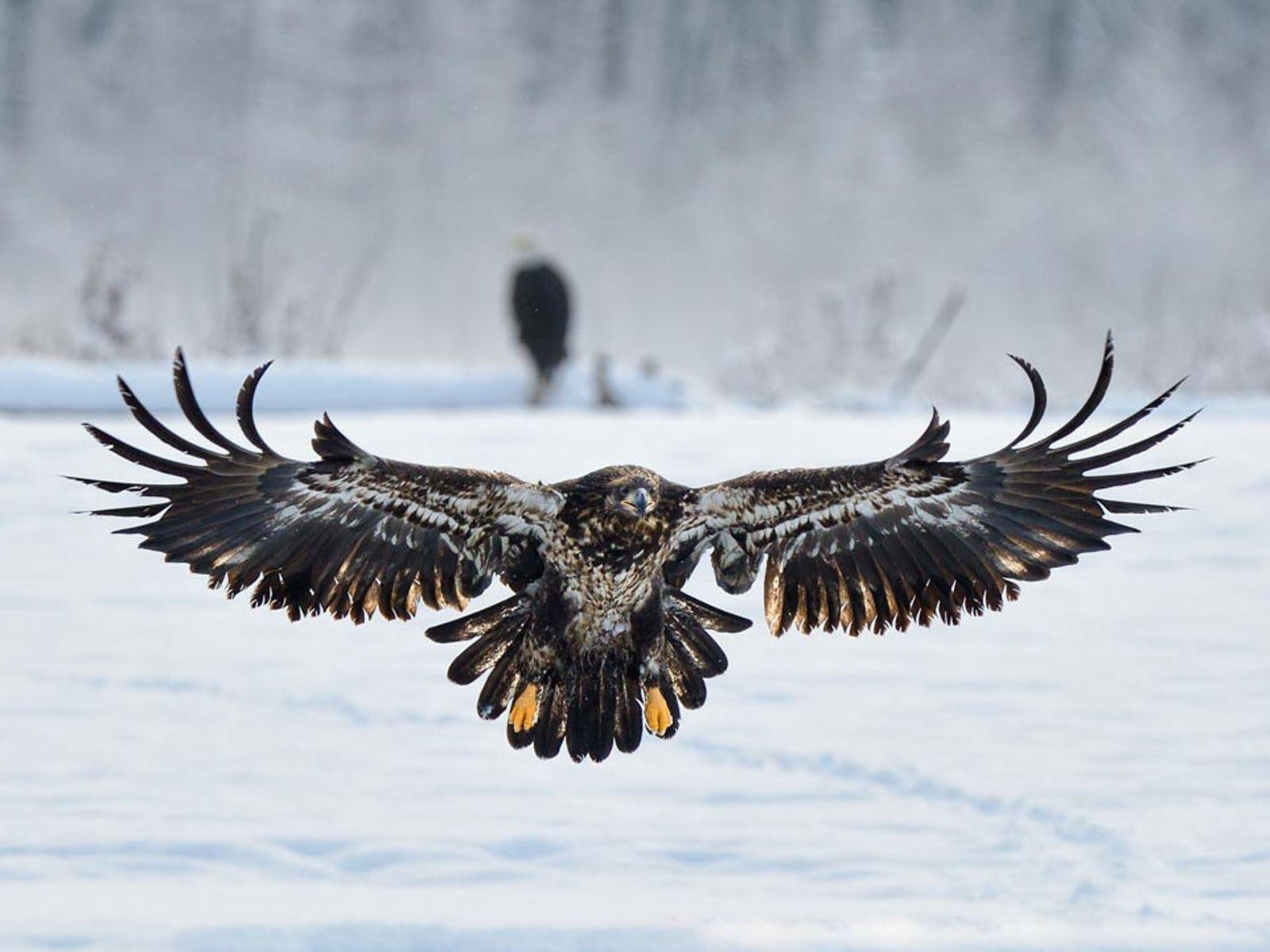 Jungtier Weißkopfseeadler, Clovisso Galerie, Tierporträt, 1600x1200 HD Desktop