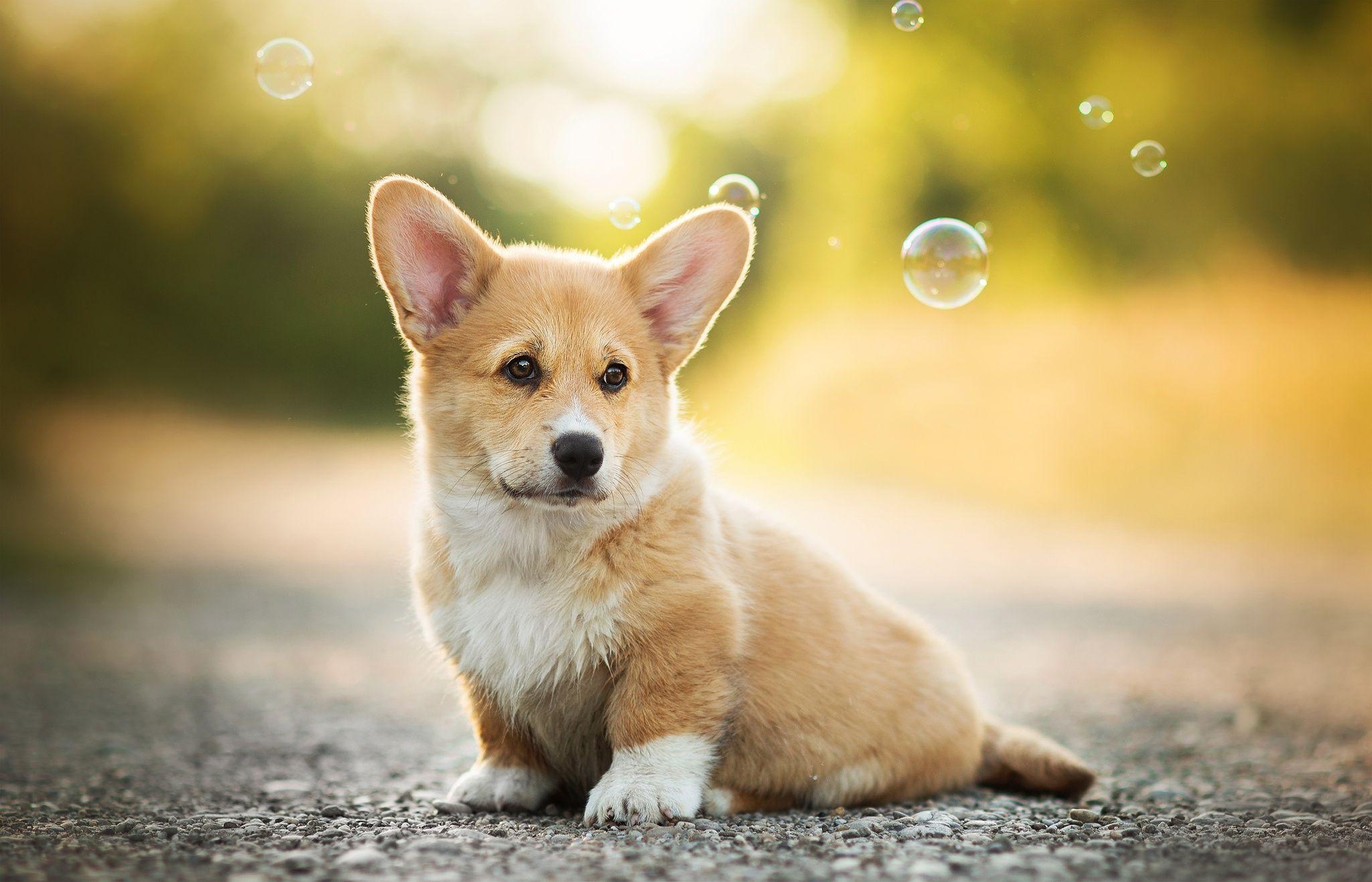 Corgi, HD, Hintergrundbild, Hund, Tier, 2050x1320 HD Desktop