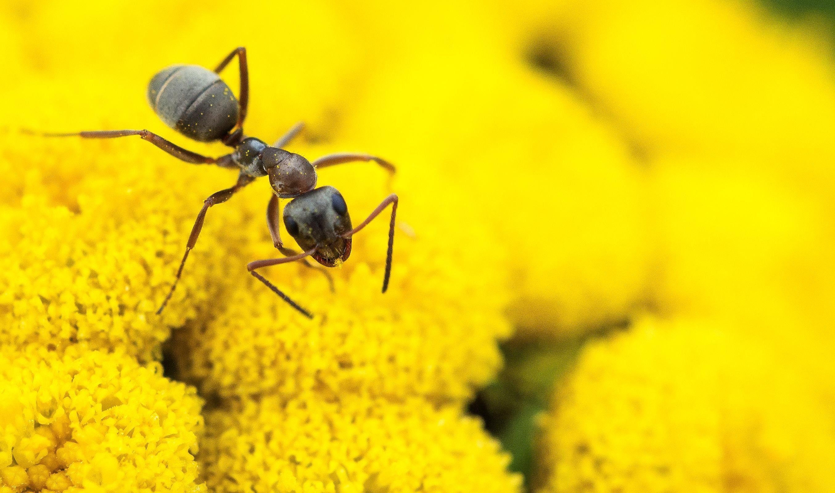 Ameise, Blumen, Garten, Rumänien, Makro, 2710x1600 HD Desktop