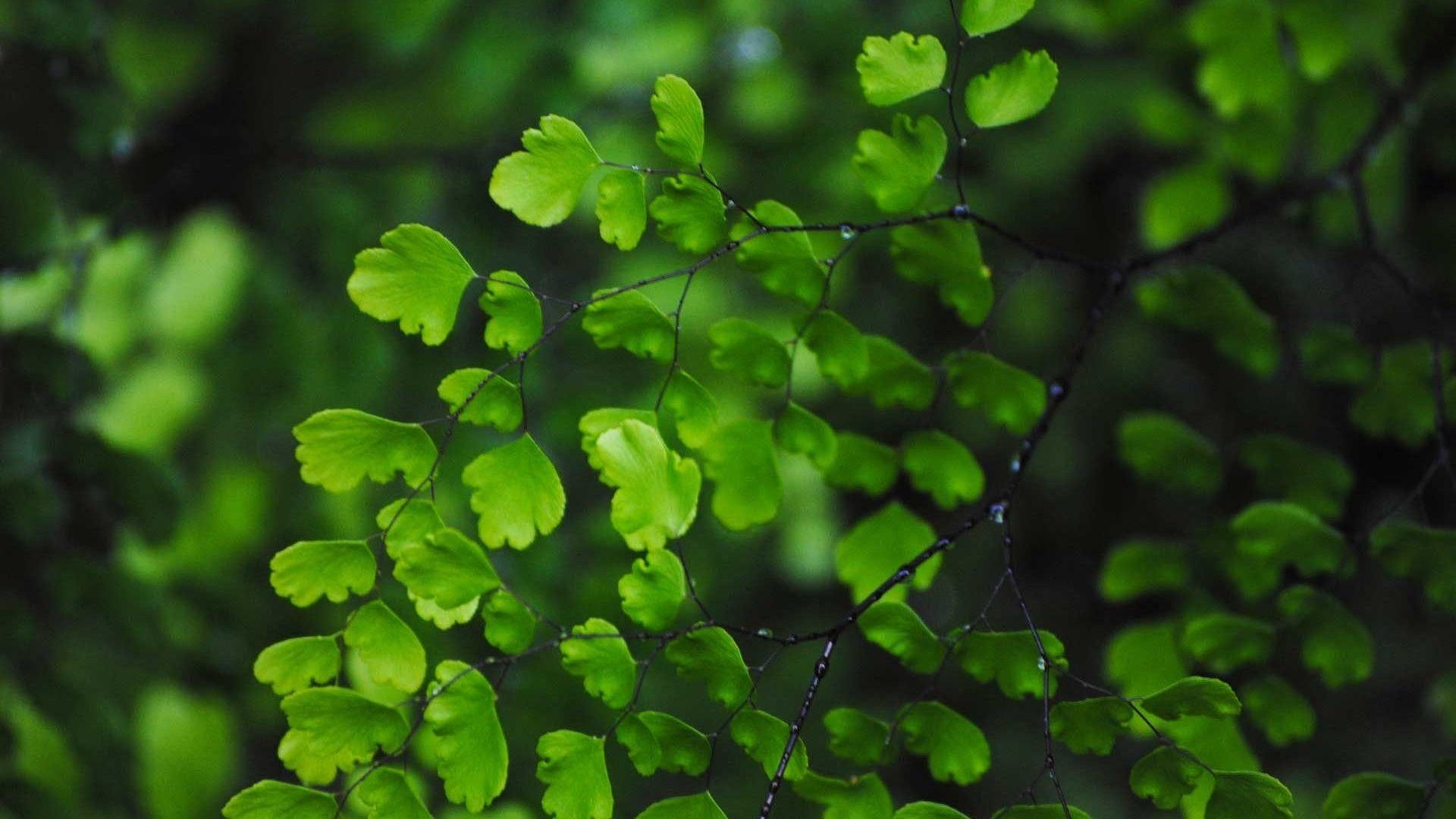 Grüne Blätter, Natur, Pflanzen, Lebensraum, Textur, 1920x1080 Full HD Desktop