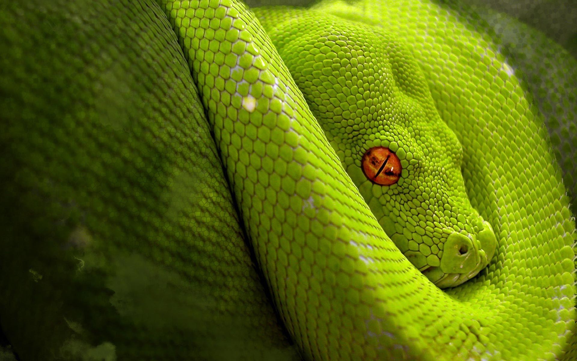 Python Schlange, Bilder, Reptil, Exotisch, Natur, 1920x1200 HD Desktop