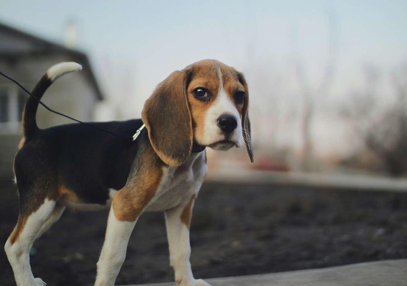 Ultra HD, Beagle Hund, Tiere, Hintergrund, 4K, 1350x950 HD Desktop