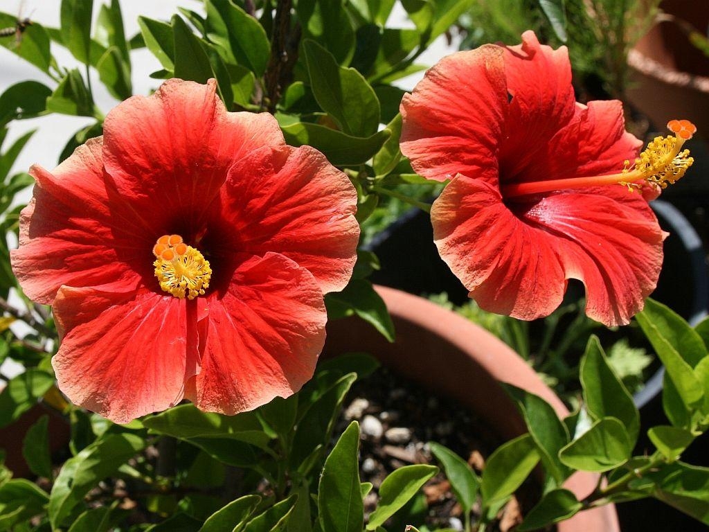 Hibiskus, x768, Natur, Blume, HD, 1030x770 HD Desktop