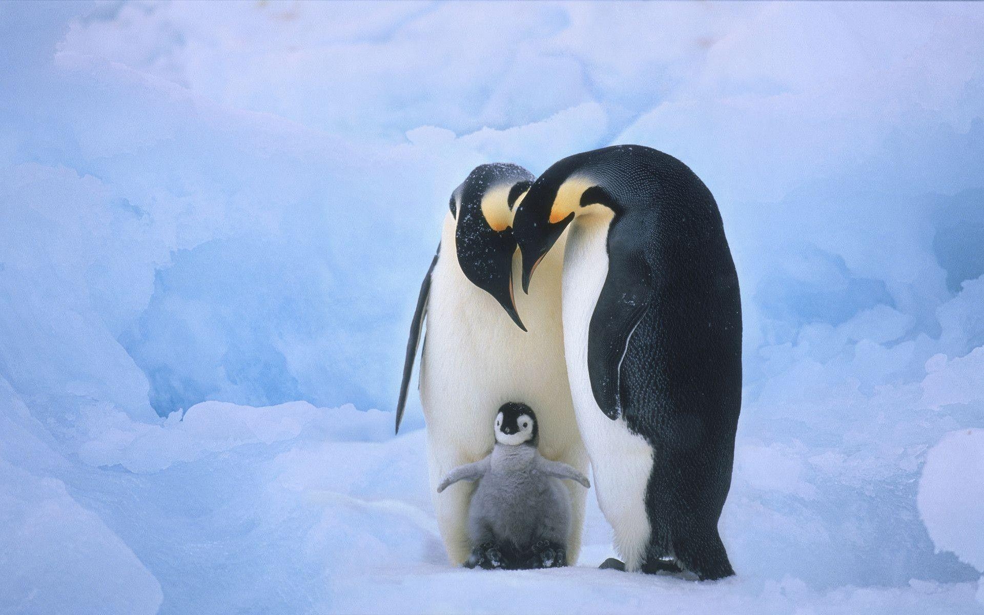 Süßer Pinguin, Desktop-Hintergrund, Niedlich, Tiere, Vogel, 1920x1200 HD Desktop