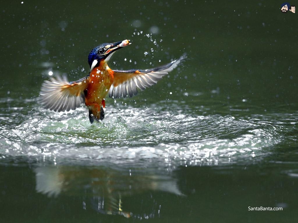 Volle HD, Natur, Eisvogel, Bild, Naturwunder, 1030x770 HD Desktop