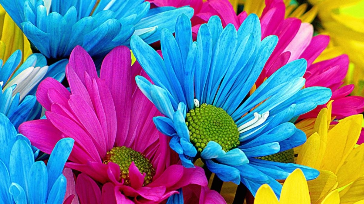 Kostenlos, Hintergrund, Blume, Gerbera Daisy, Natur, 1200x680 HD Desktop