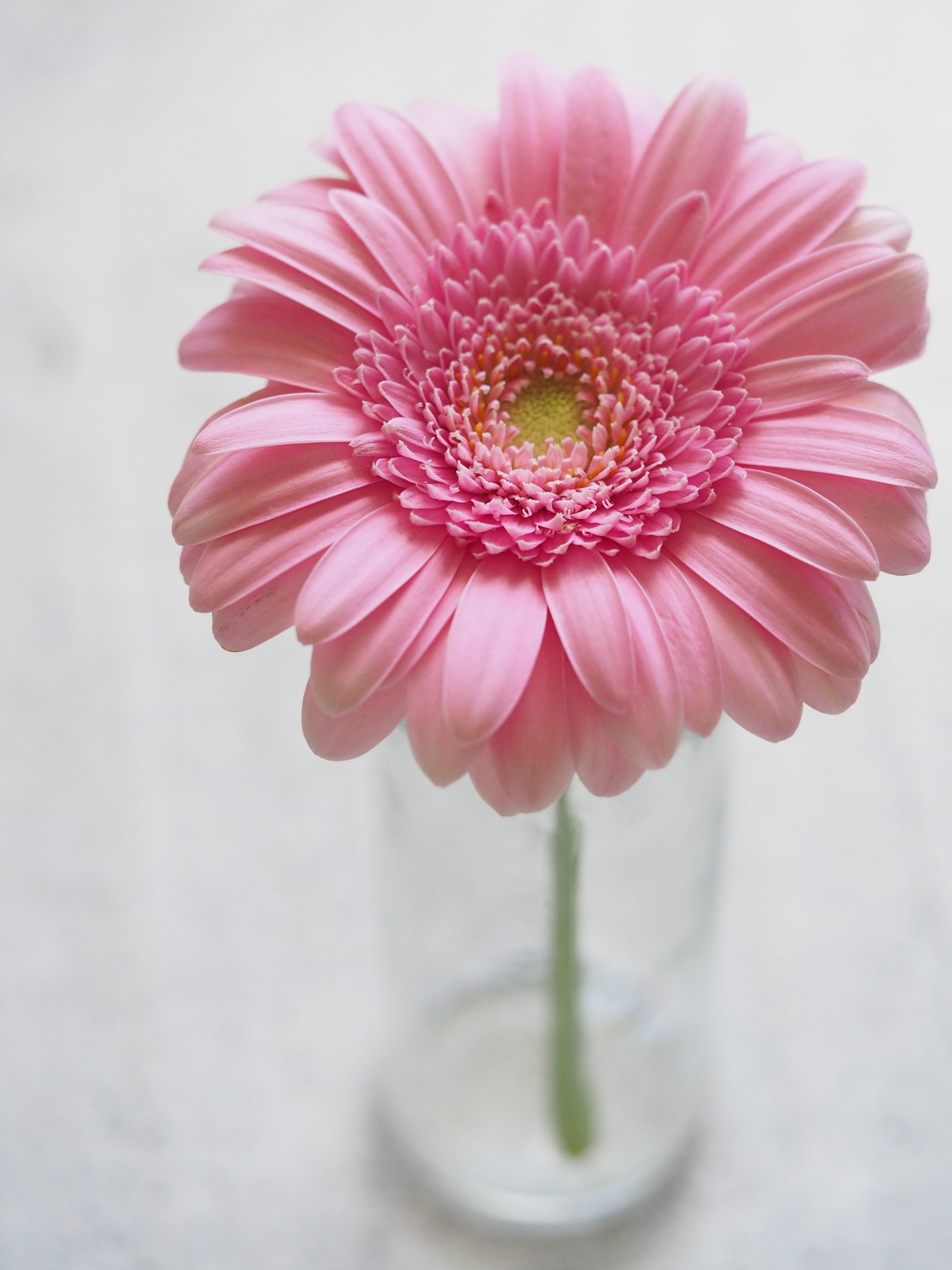 Gerbera, Pink, Blume, Nahaufnahme, Hintergrund, 3460x4610 4K Handy