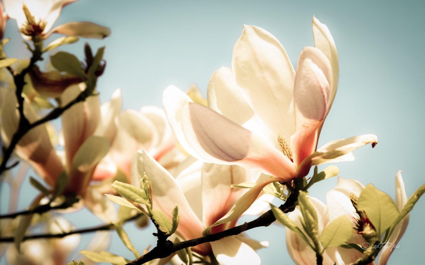 Magnolien, Natur, Wallpaperafari, Hintergrund, Ästhetik, 1440x900 HD Desktop