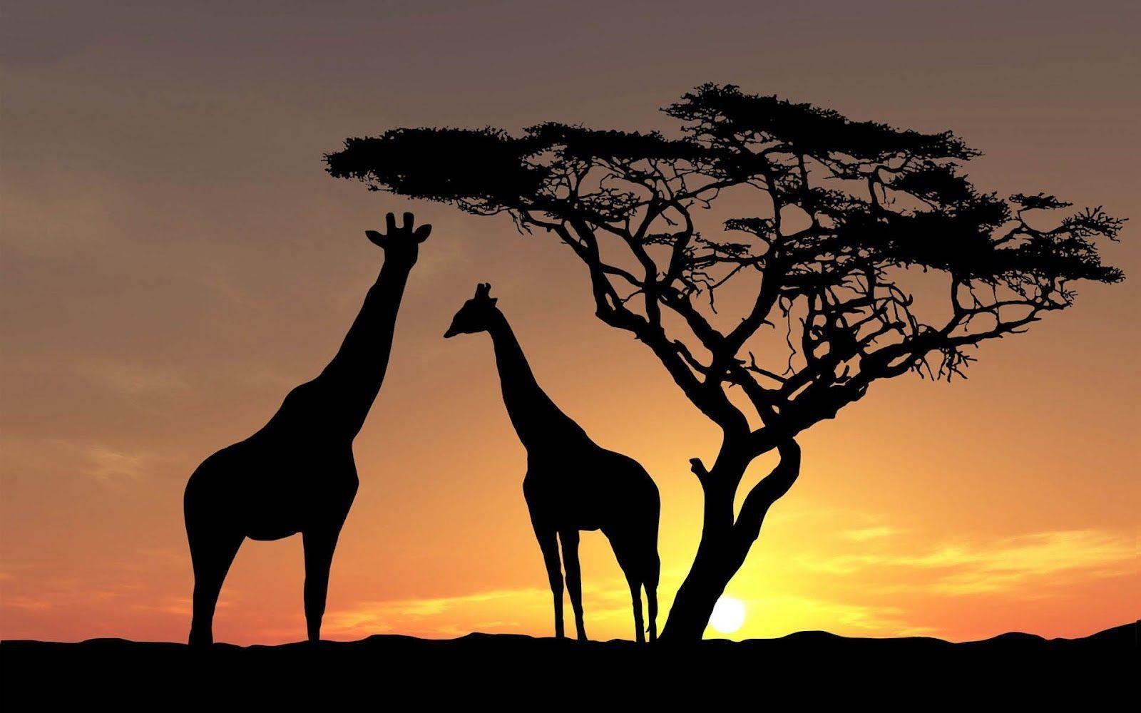 Giraffe, Desktop, Hintergrund, Bildschirm, Bildschirmschoner, 1600x1000 HD Desktop