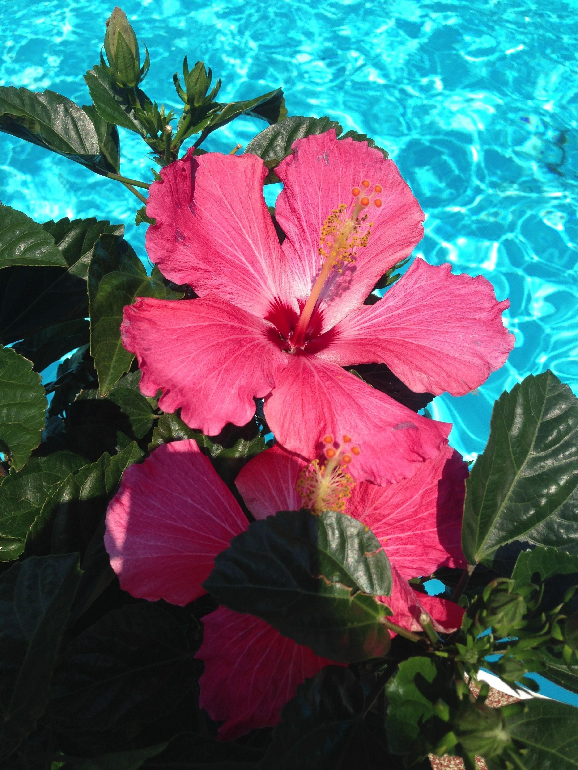 Hibiskus, Pool, Blüte, Schönheit, Blume, 2450x3270 HD Handy