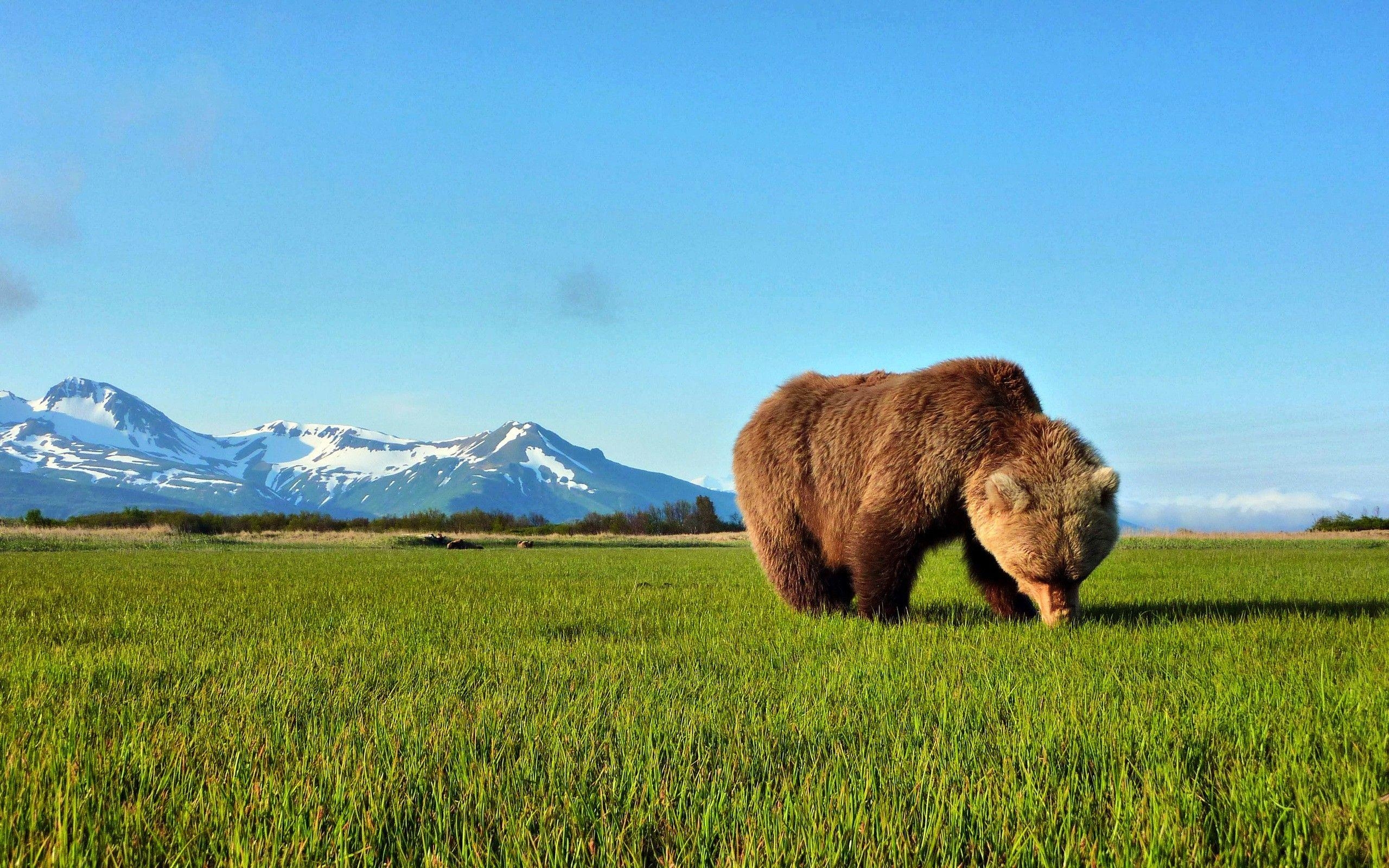 Bären, HD, Download, Natur, Unglaublich, 2560x1600 HD Desktop