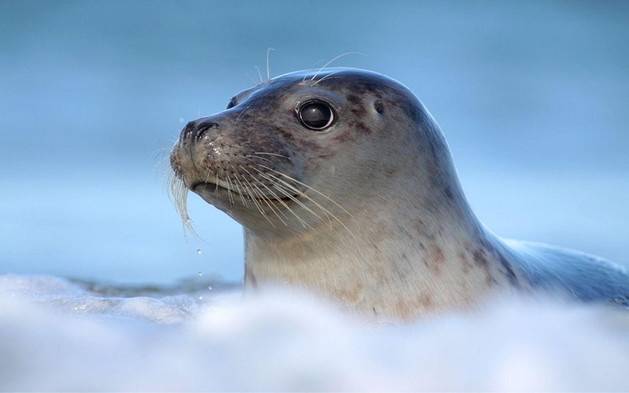 Robben, Meerestiere, Natur, Meeressäugetiere, Fotografie, 1280x800 HD Desktop