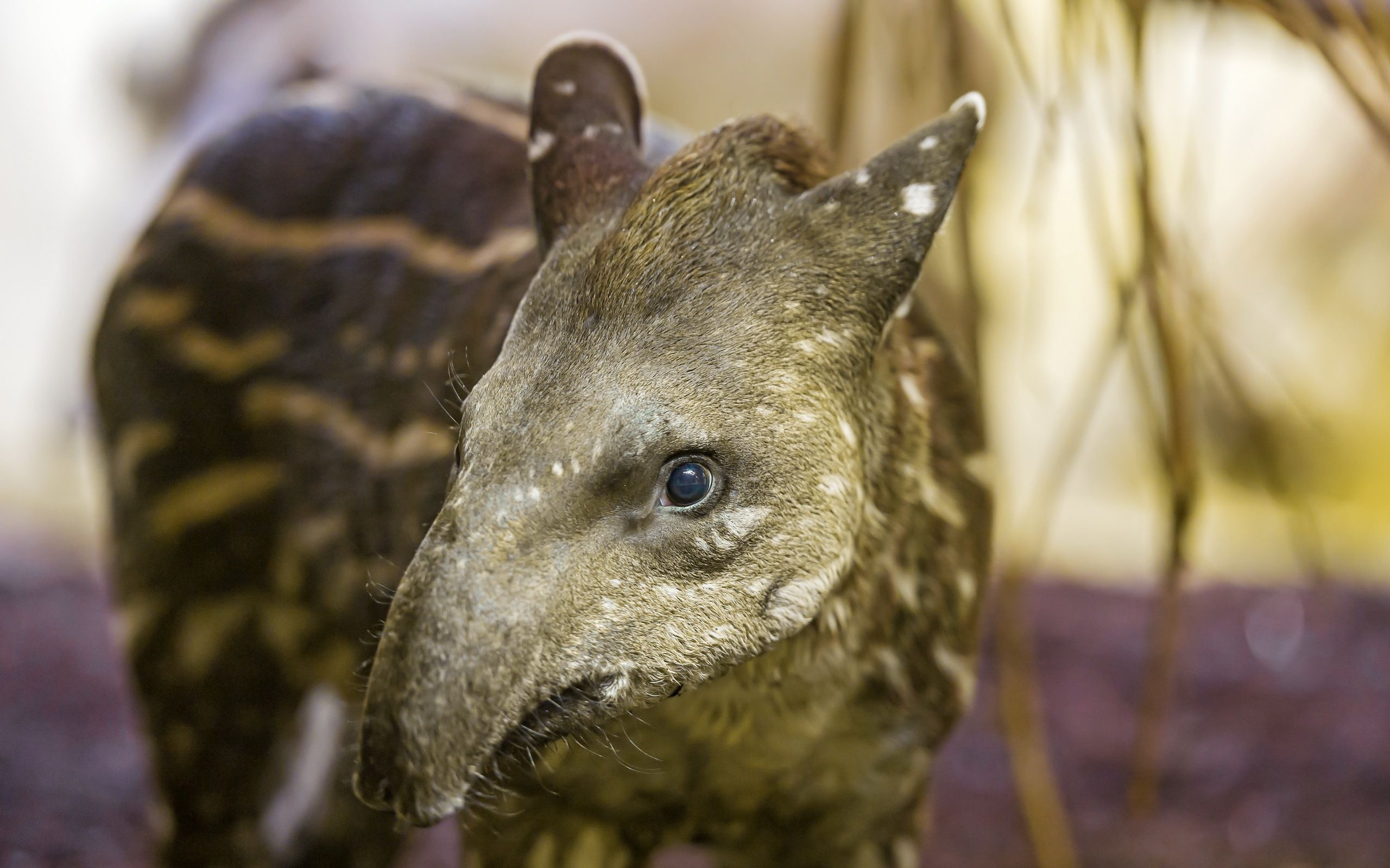 Tapir, Tierforscher, HD, Bild, Hintergrund, 2560x1600 HD Desktop