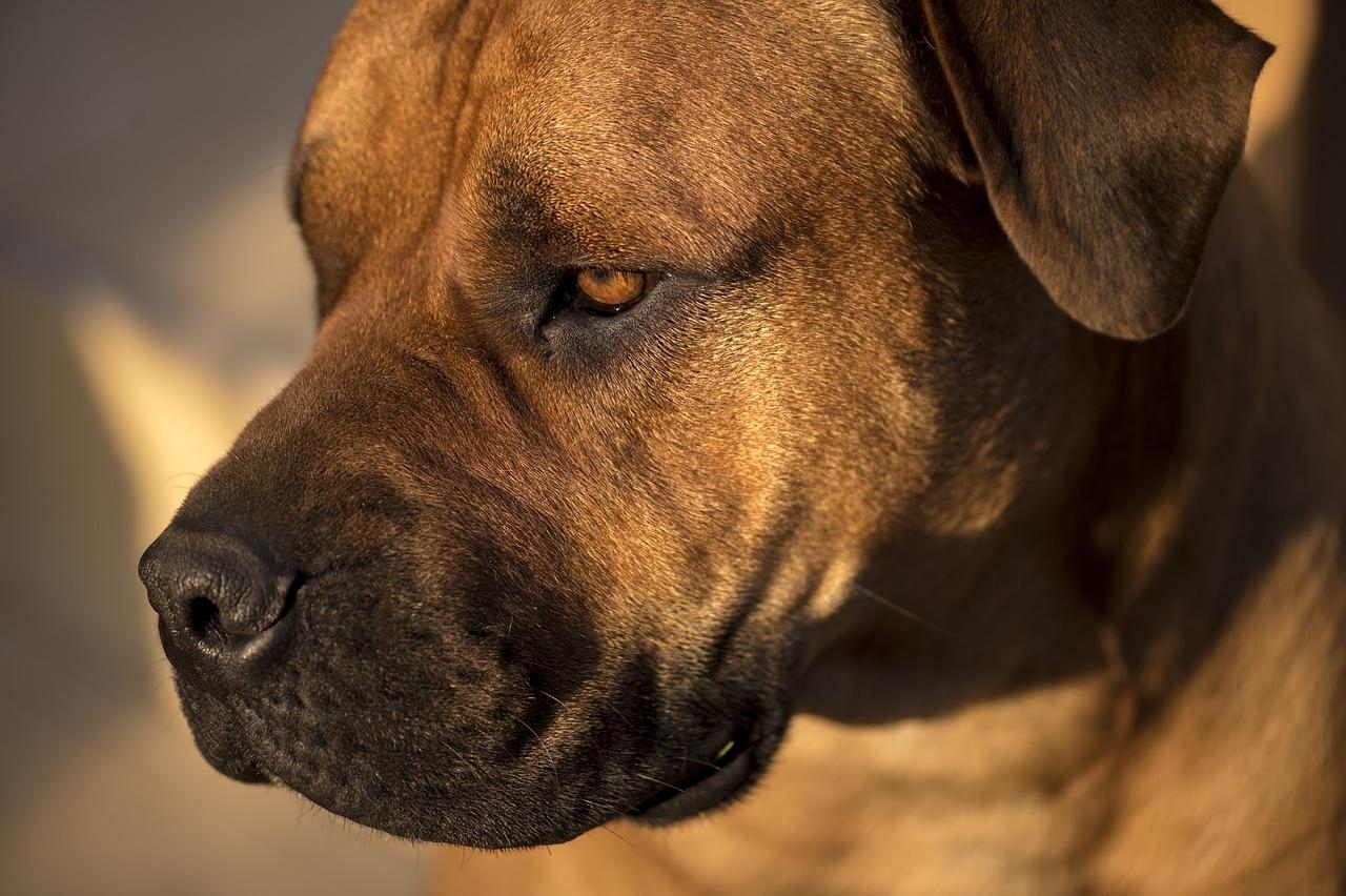 Afrikanischer Boerboel, Bullmastiff, Hund, Rasse, Tiere, 1280x860 HD Desktop