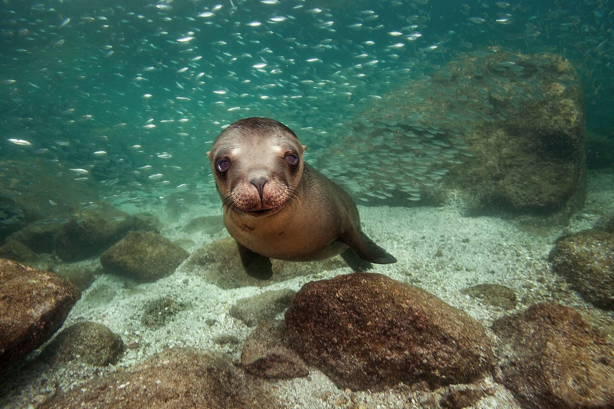 Seelöwen, Robben, Marine, HD, Tiere, 2050x1370 HD Desktop