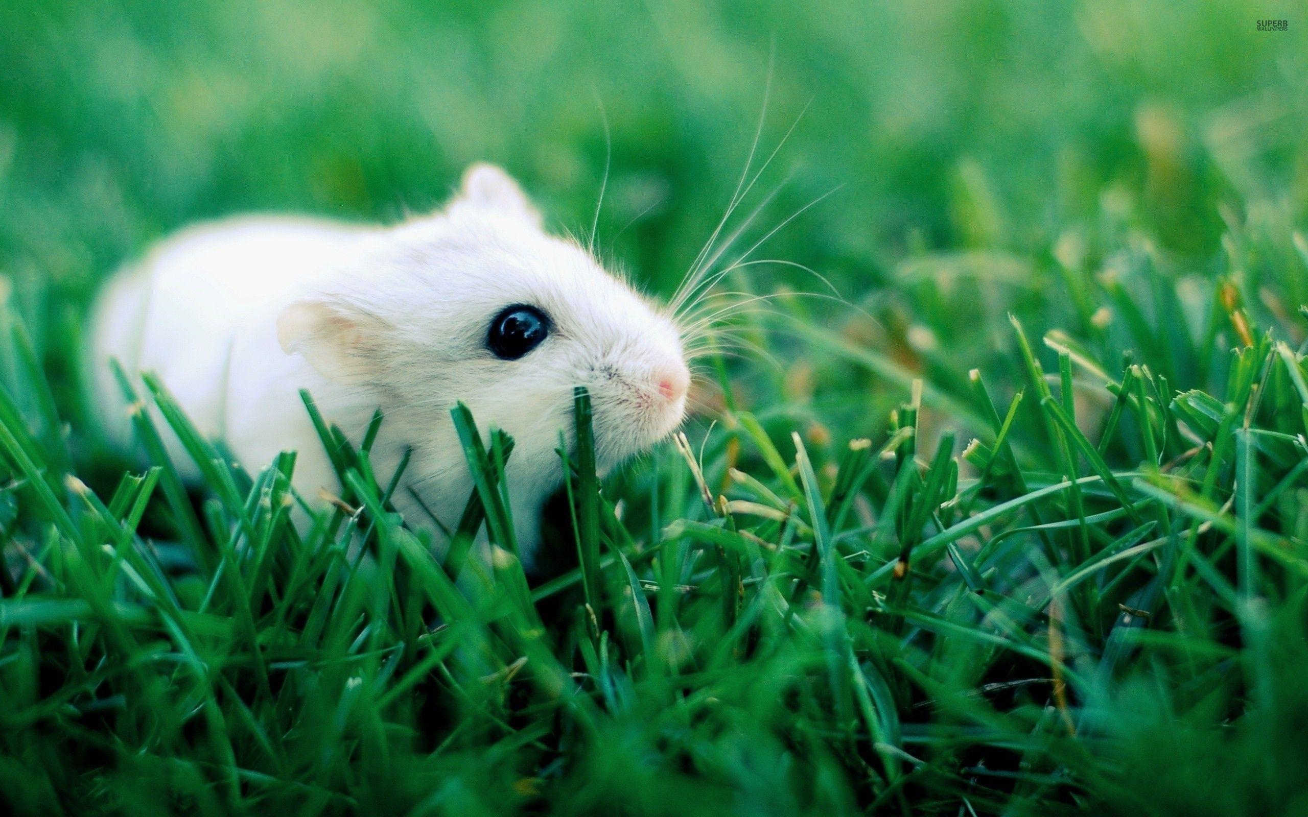 Niedlicher Hamster, Hintergrundbild, Tierbilder, Süße Haustiere, Wallpaper, 2560x1600 HD Desktop