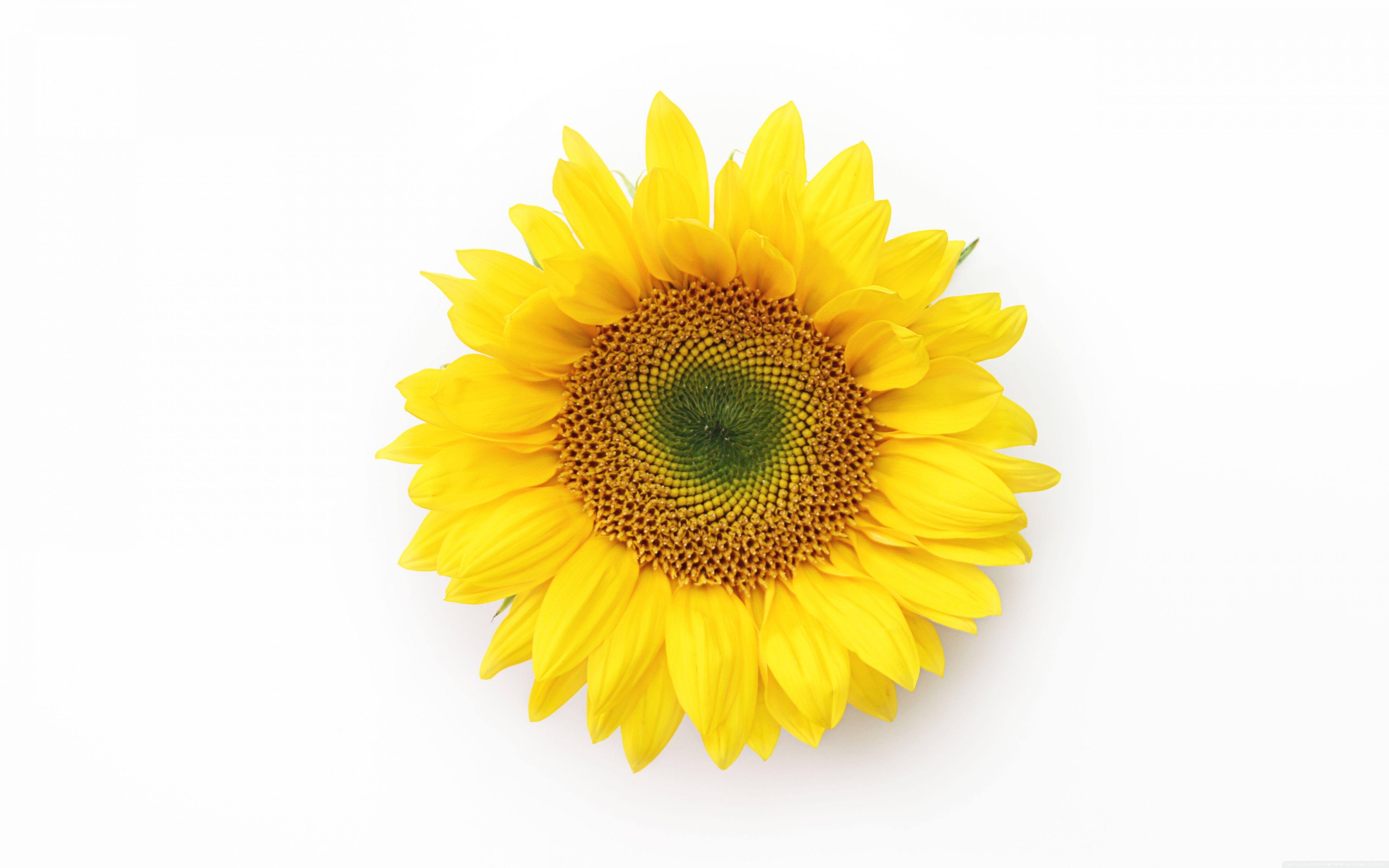 Sonnenblume, 4K, HD, Desktop, Ultra, 5120x3200 4K Desktop