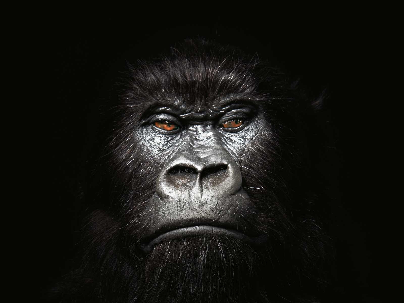 Gorilla, 20x1200, Tier, Hintergrund, Bild, 1600x1200 HD Desktop