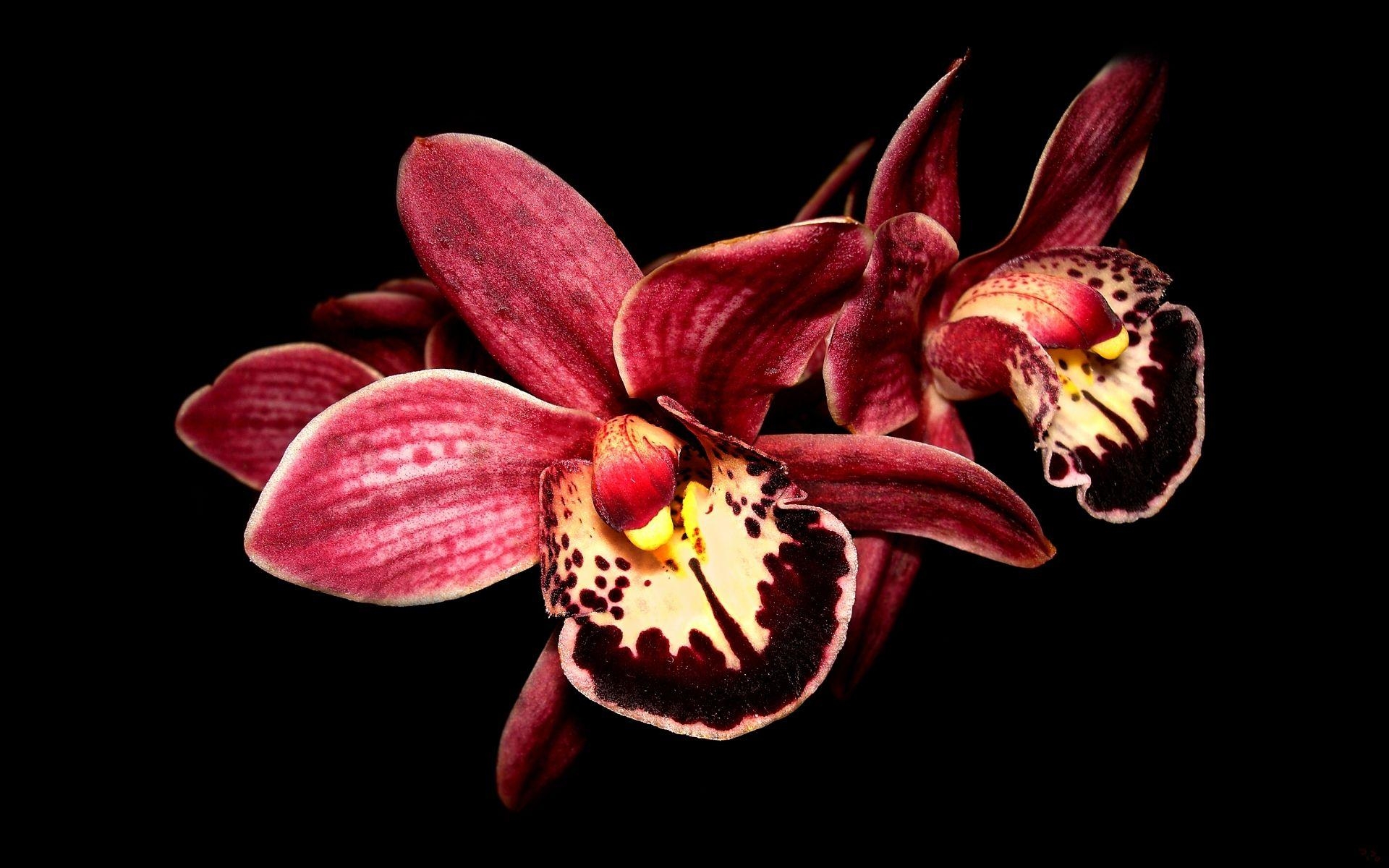 Orchidee, Natur, Desktop, HD, Blume, 1920x1200 HD Desktop