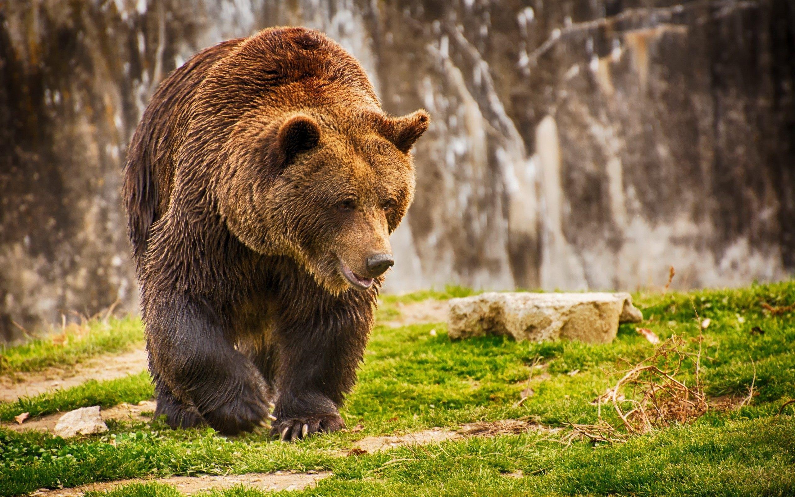 Grizzlybär, Tiere, Bild, Braunbär, Natur, 2560x1600 HD Desktop