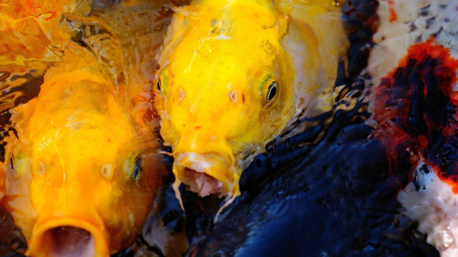 Koi, Fische, Hochauflösend, Wallpaper, Tiere, 1920x1080 Full HD Desktop