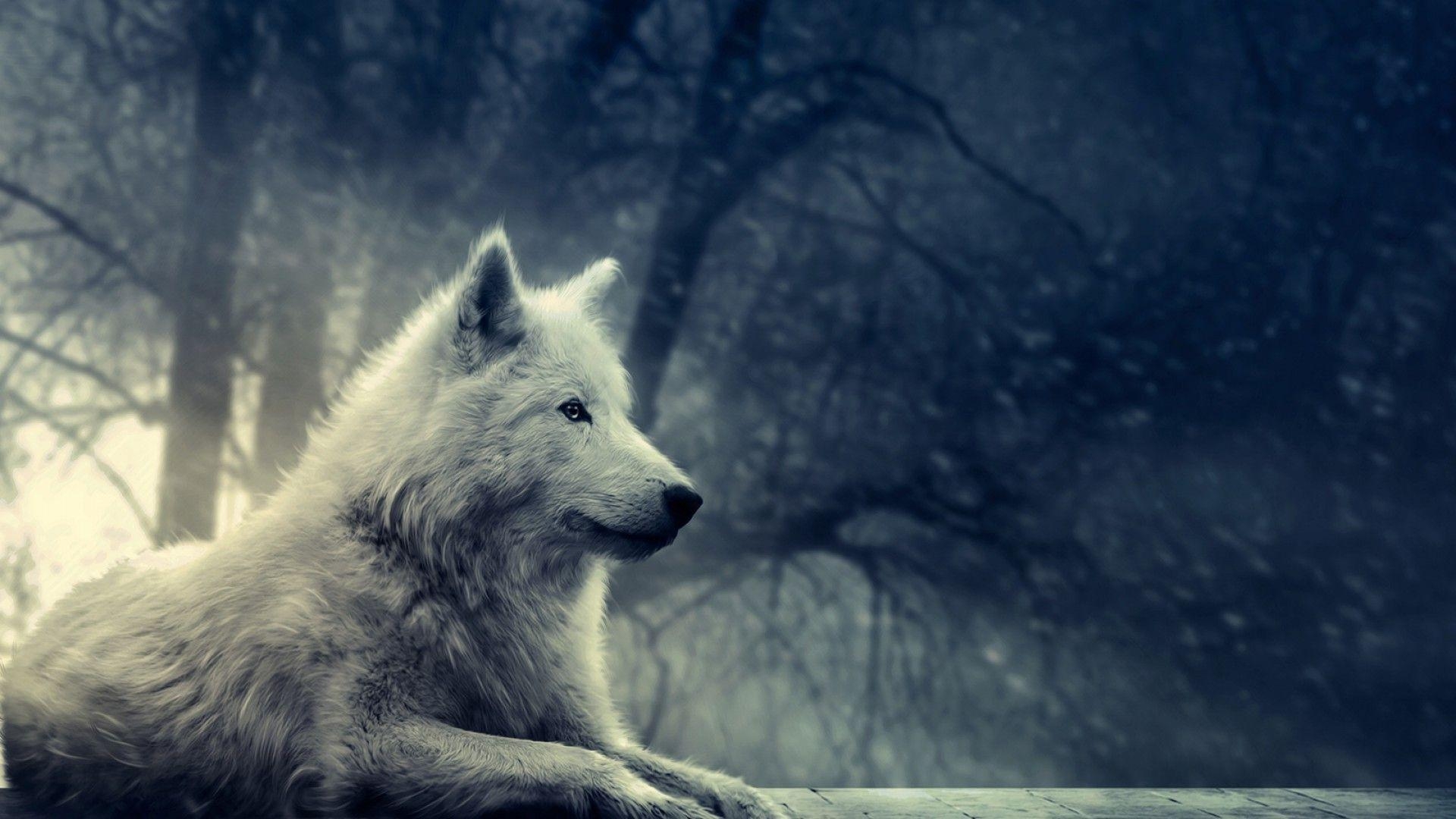 Wolf, Handyhintergrund, kostenlos, Tier, Wild, 1920x1080 Full HD Desktop