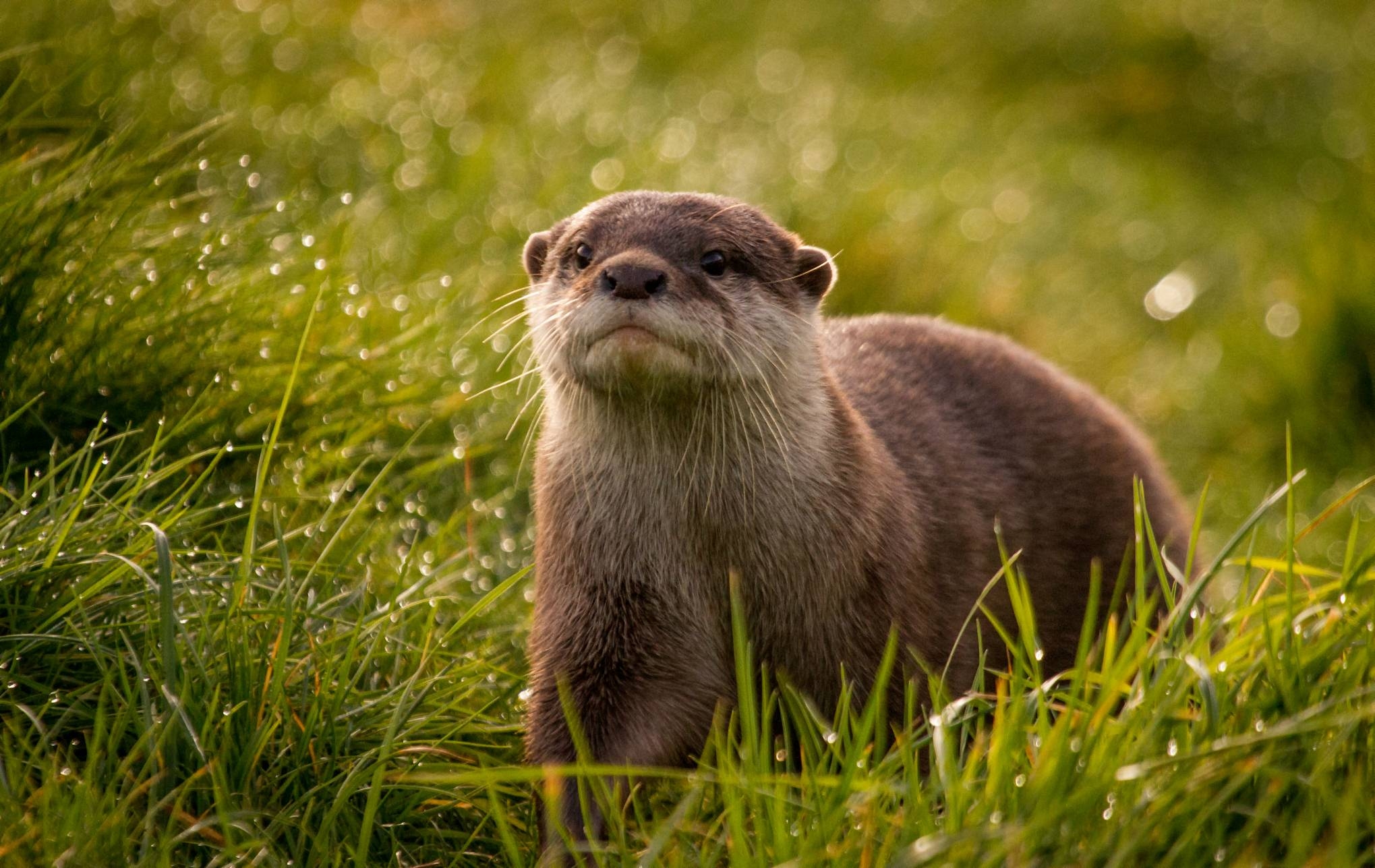 Otter, Wildtiere, Hintergrund, Wasser, Tierporträt, 2040x1290 HD Desktop