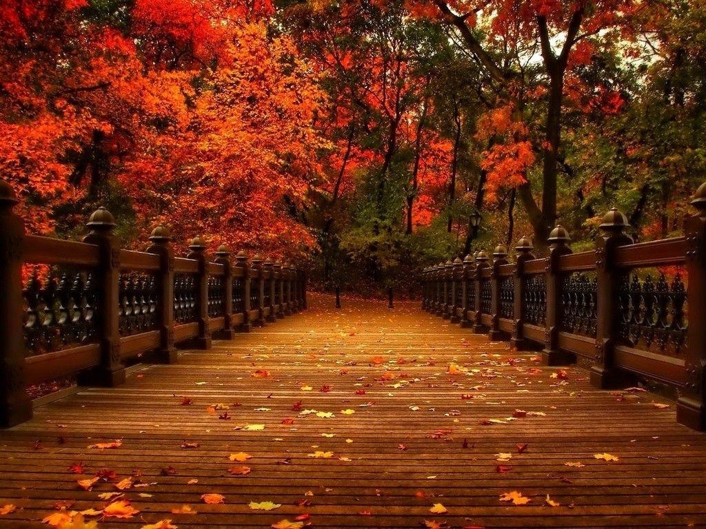 Naturkräfte, Blätter, Brücke, Bäume, Herbst, 1030x770 HD Desktop