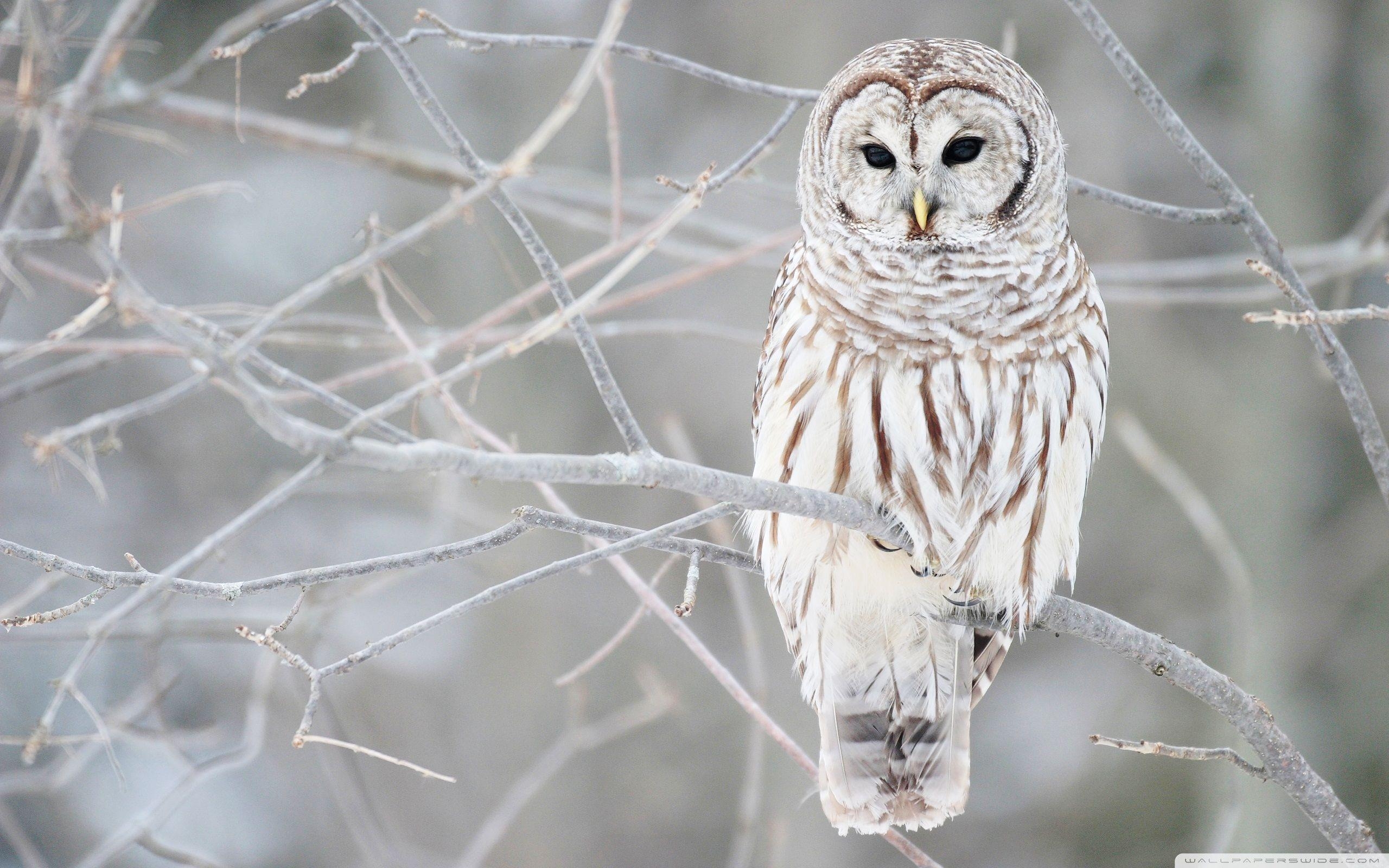 Weiße Eule, Tiere, Vogel, Schnee, Eulenbild, 2560x1600 HD Desktop